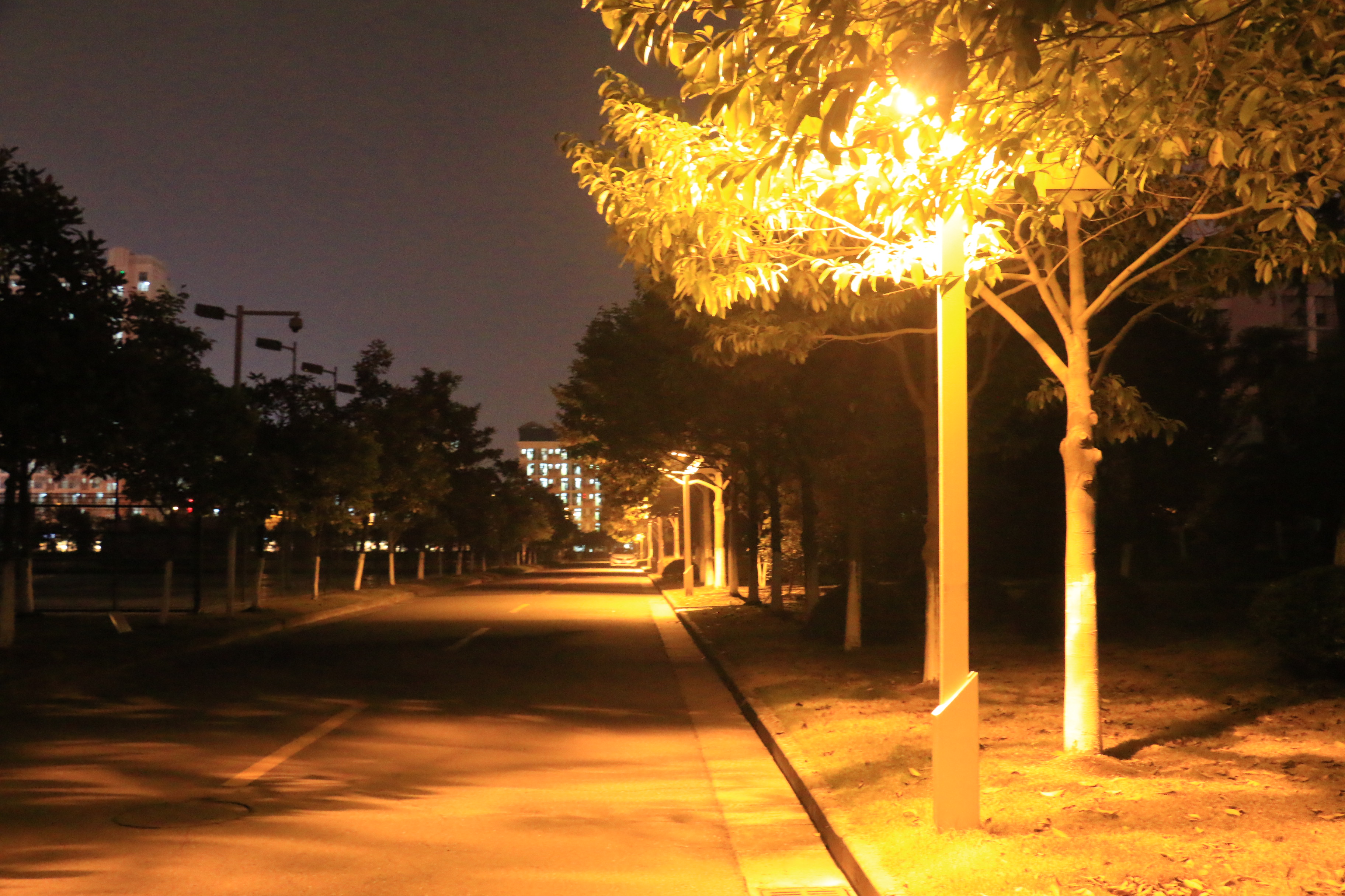 夜晚的校道也是很美的嘛