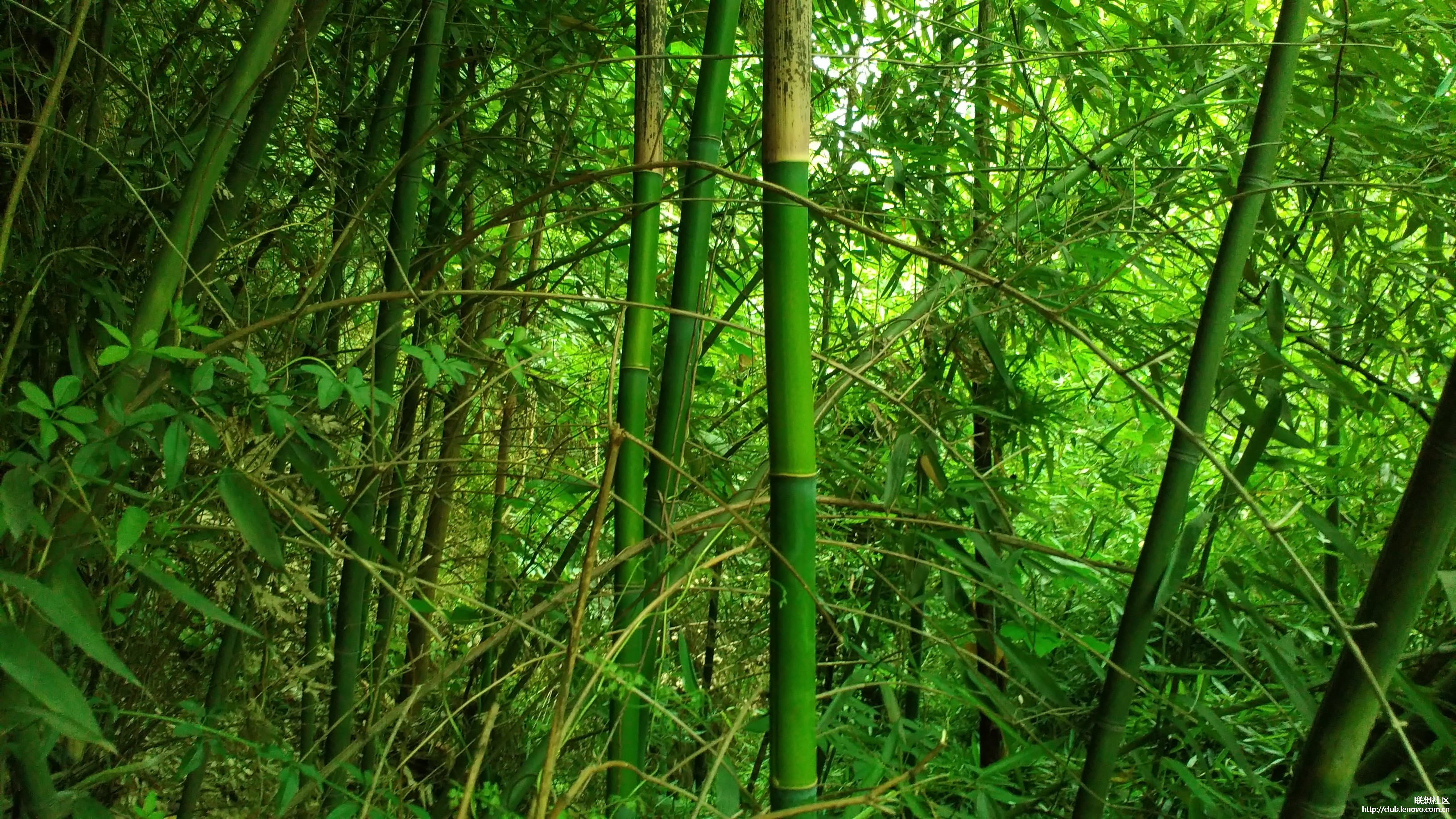 竹子和禁止采摘的告示
