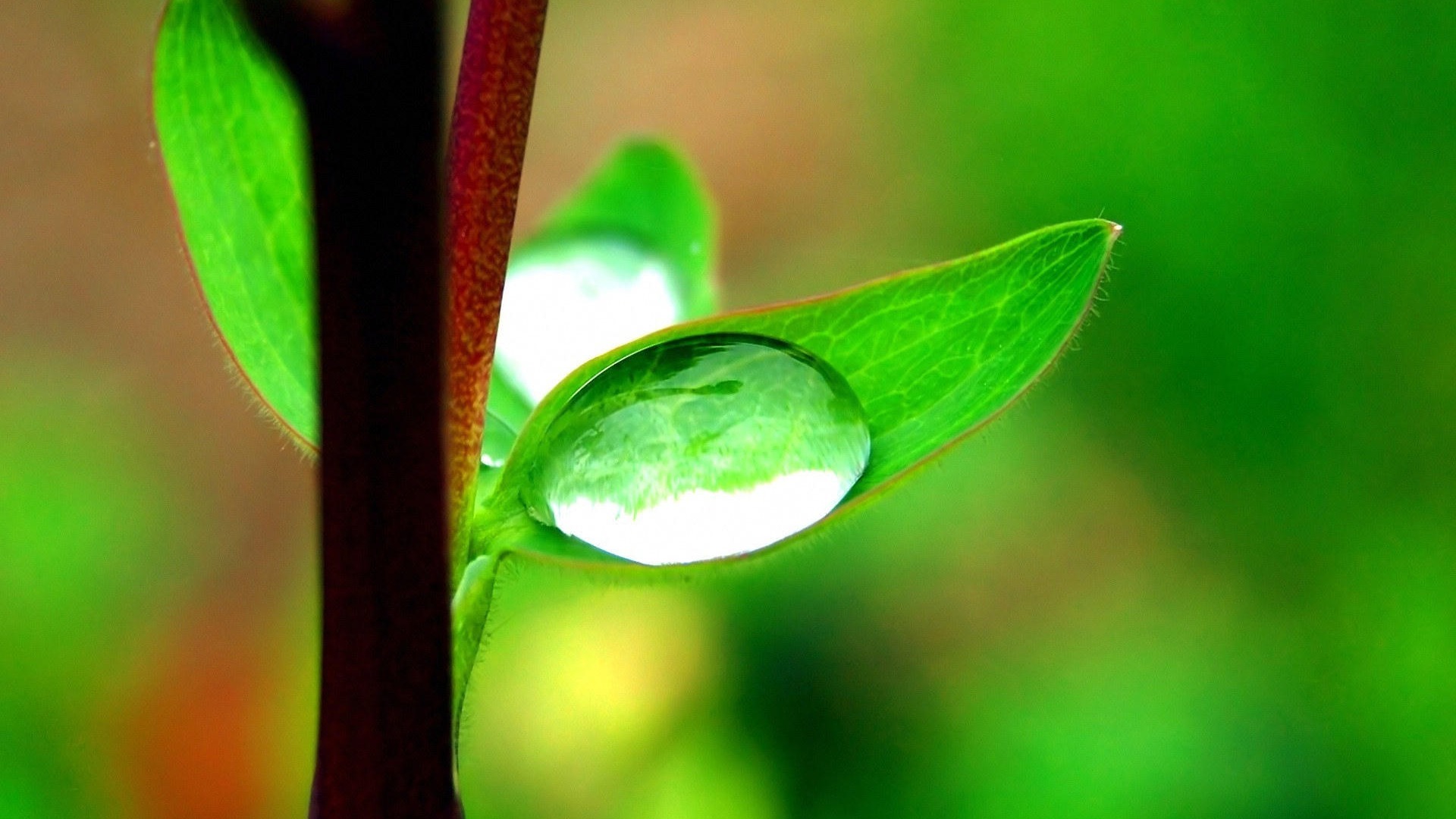 【一组高清绿色植物保护视力墙纸桌面壁纸】-【软件交流及下载】论坛-LenovoPC社区-联想社区