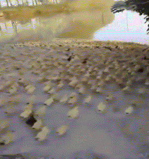 5000ֻѼͬʱˮ. gif 