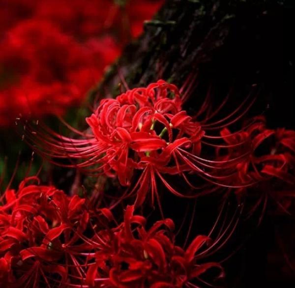 5彼岸花:学名石蒜.jpg