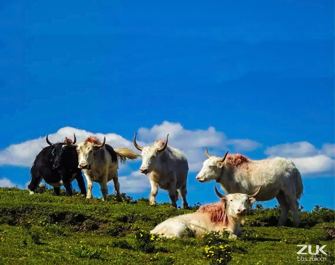 雪山下的牦牛群 是中国高原的独特风景线_站酷海洛_正版图片_视频_字体_音乐素材交易平台_站酷旗下品牌