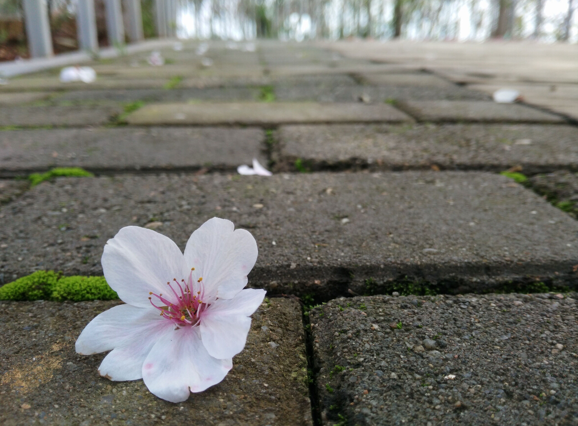 【零落的花瓣盛開的花,各有各的風景各有香】-【隨手拍】論壇-手機樂