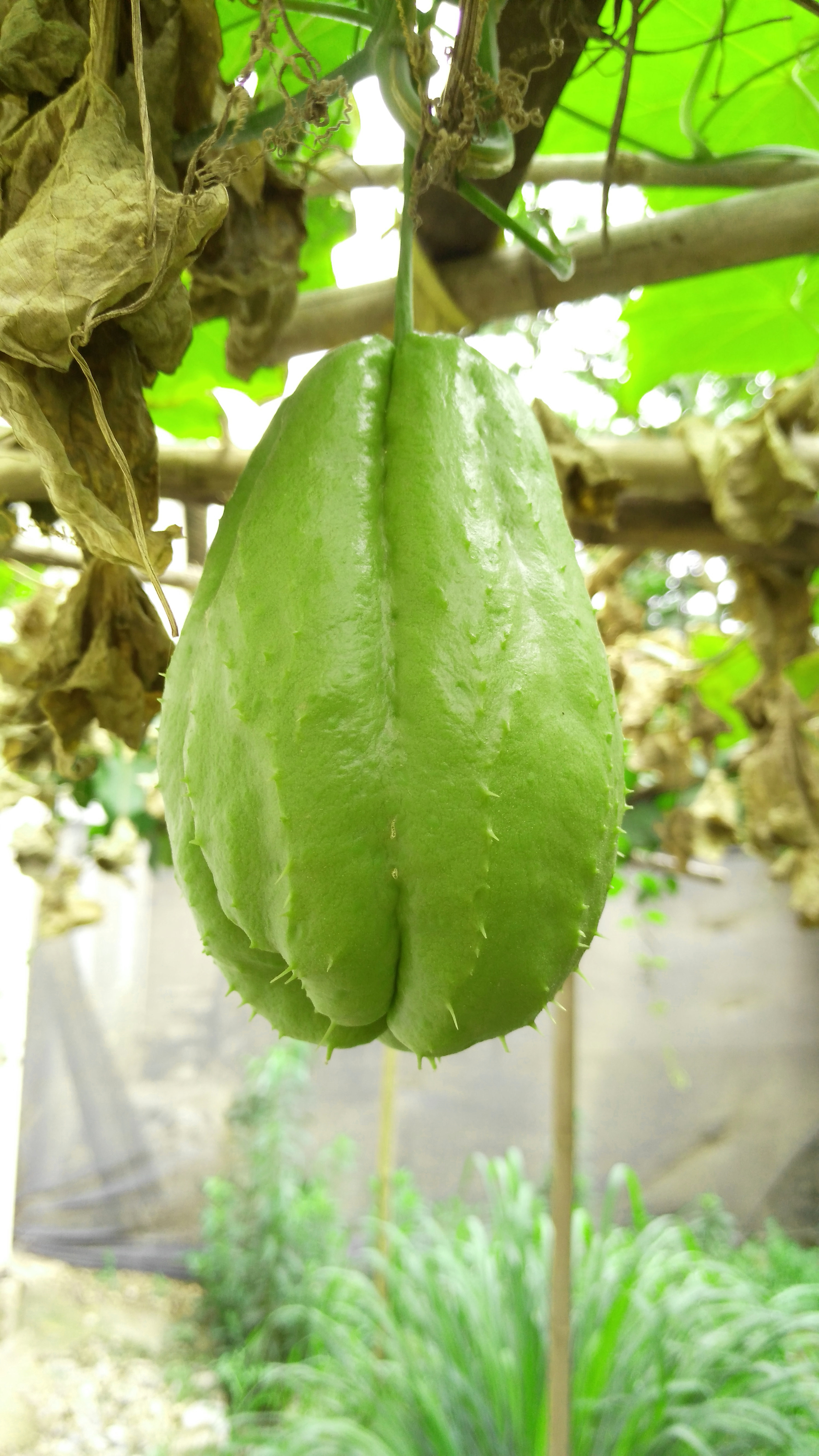 【【大拍随手拍】洋丝瓜】-【更多机型】论坛-手机乐粉家-联想社区