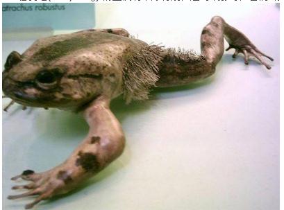 毯子章鱼(blanket octopus) 交配方式很有趣,当雄性章鱼遇到雌性而