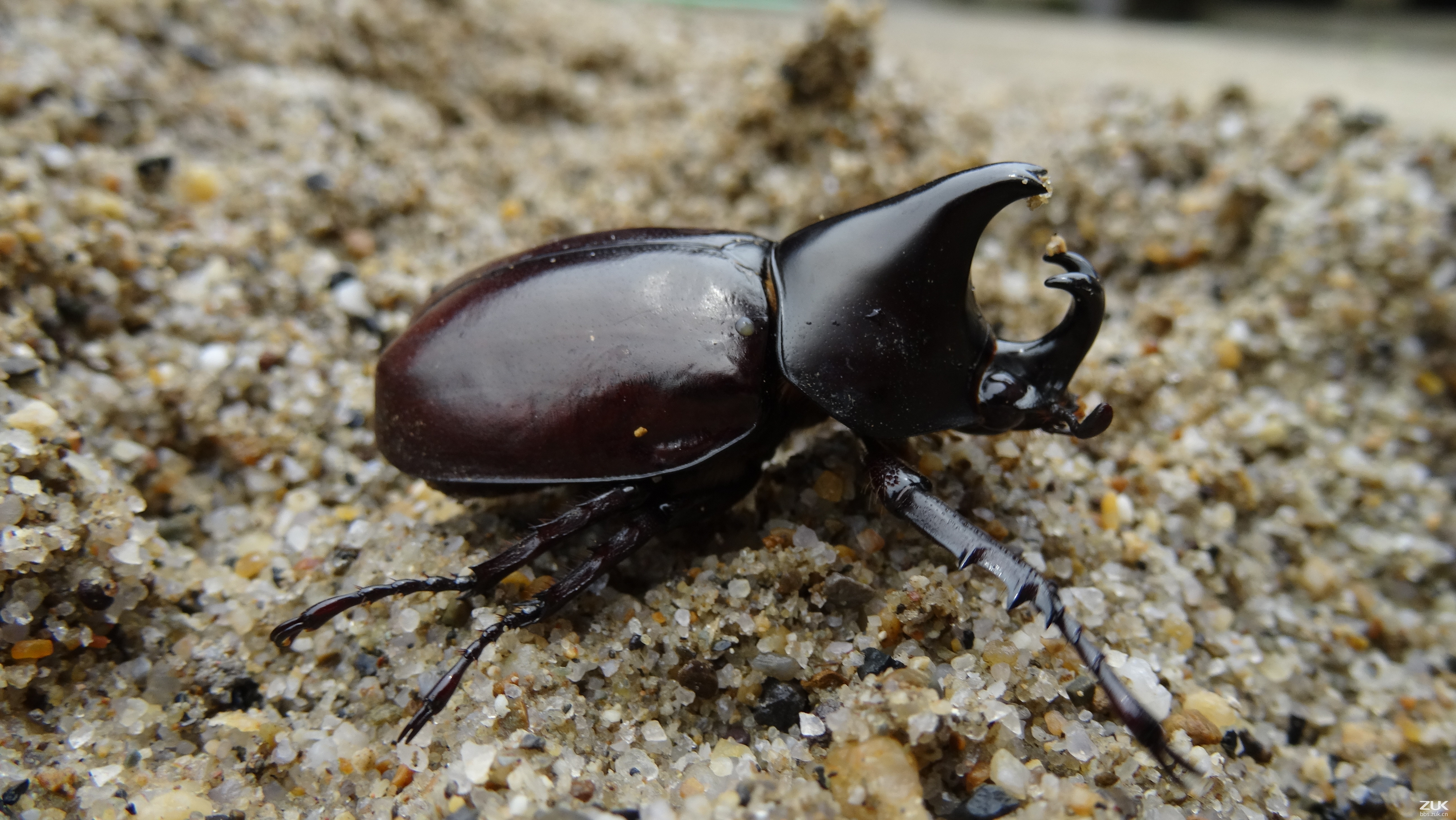 【z1壁纸】 原创壁纸~甲壳虫