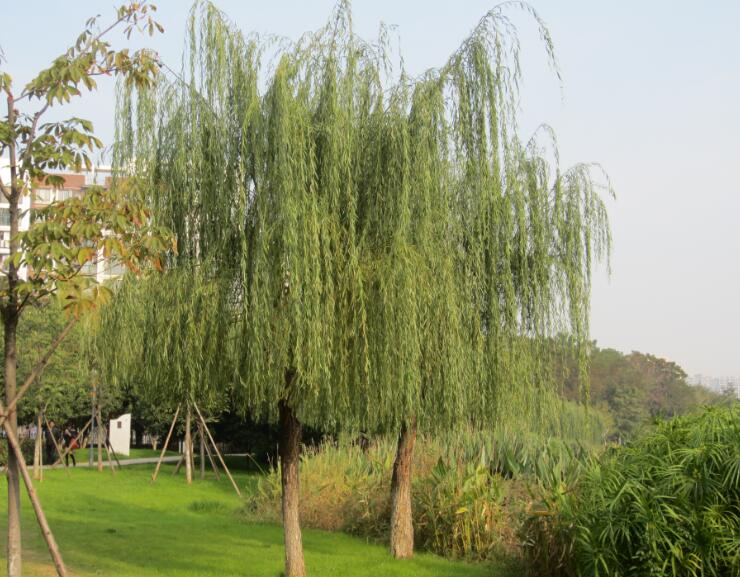 k3 note拍摄,秋意浓浓,公园一景