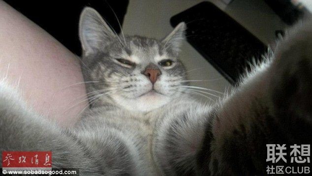 猫咪"自拍照"6.jpg