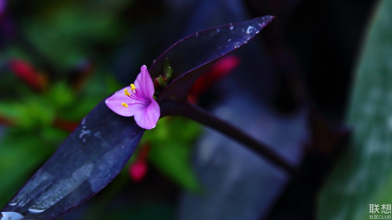 一朵紫竹花图片图片