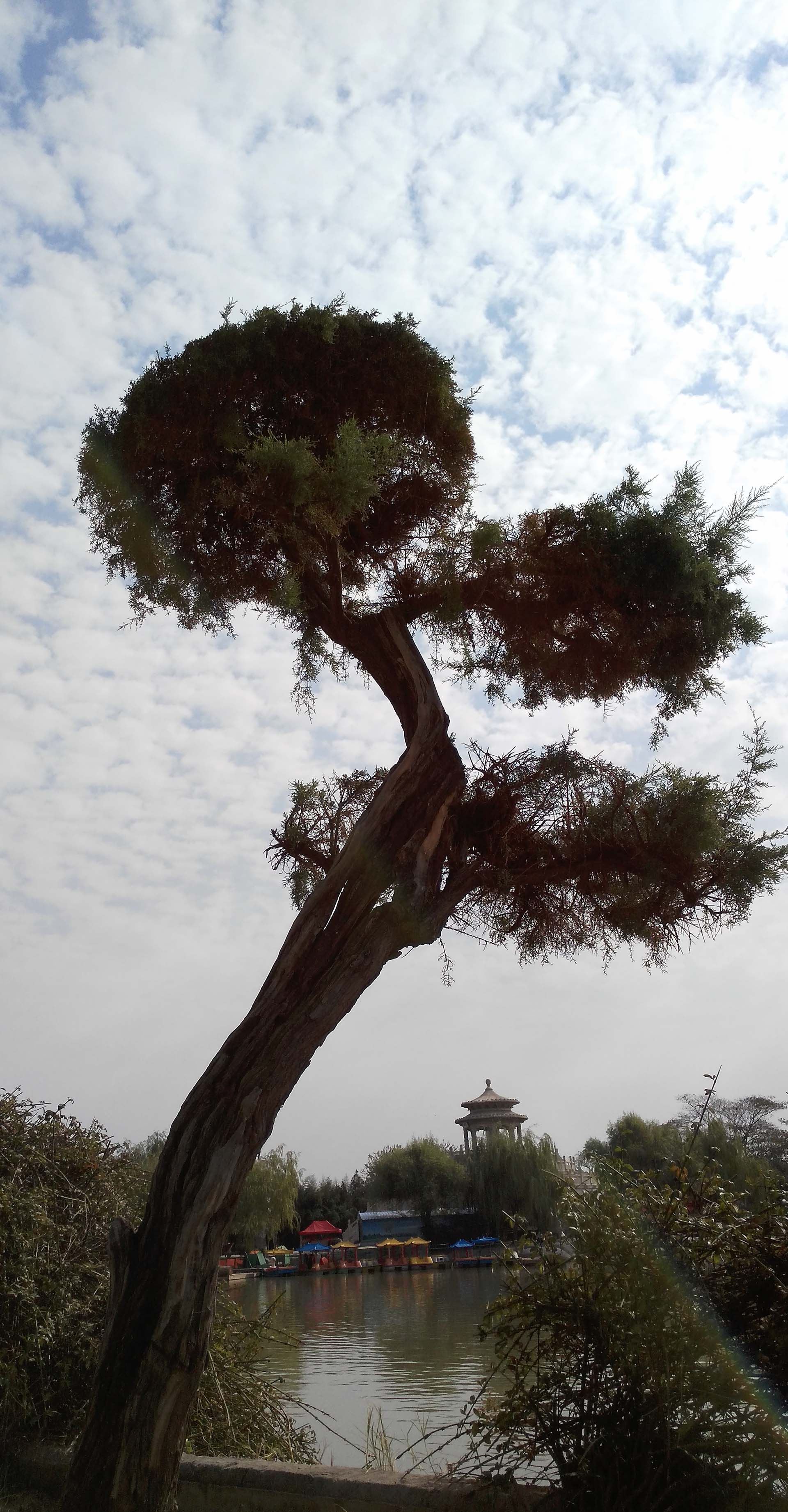 昂拍效果,蓝天白云一柏松