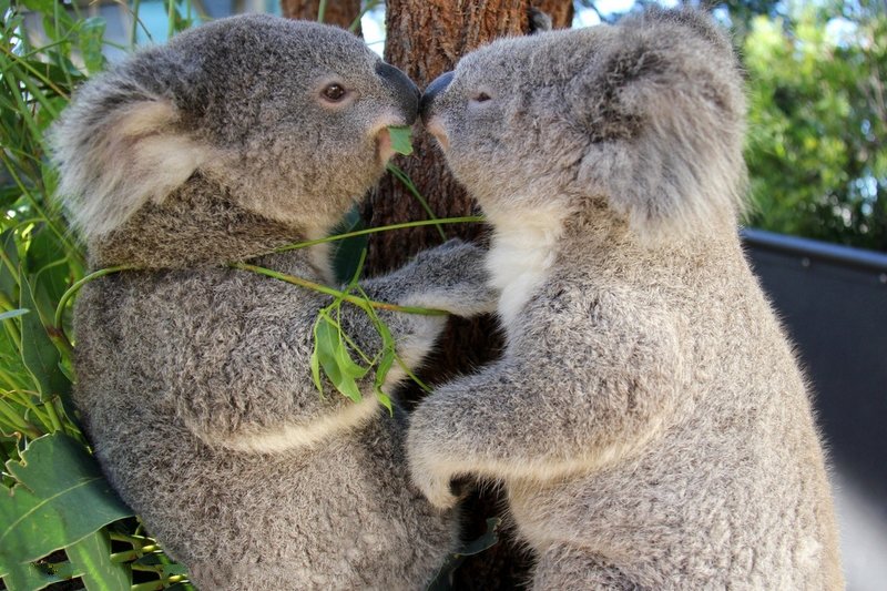 当地时间2015年1月17日,澳大利亚悉尼泰郎加动物园内,两只小考拉holly