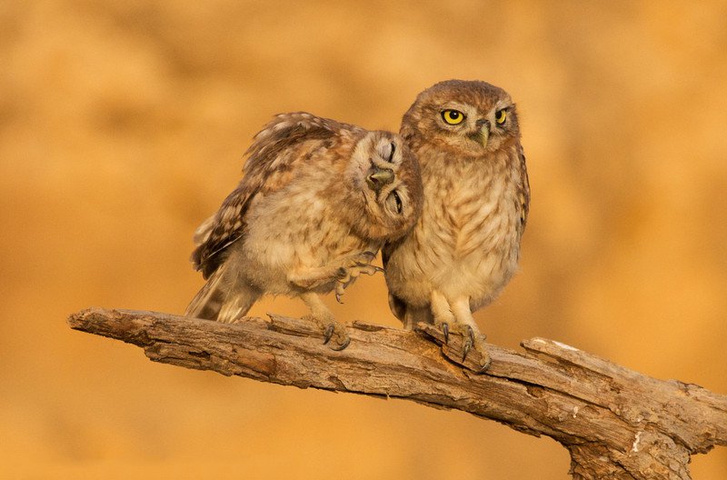 【小猫头鹰打架后轻推同伴求和好反遭冷眼】-【联萌漫话】论坛-lenovo