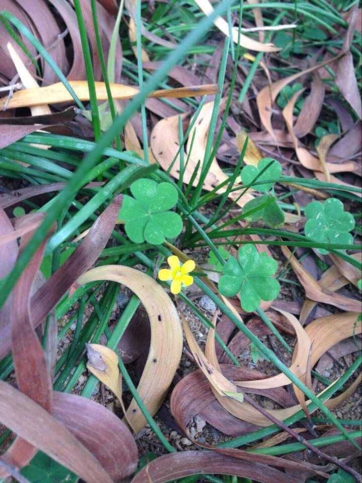 金灿灿的油菜花