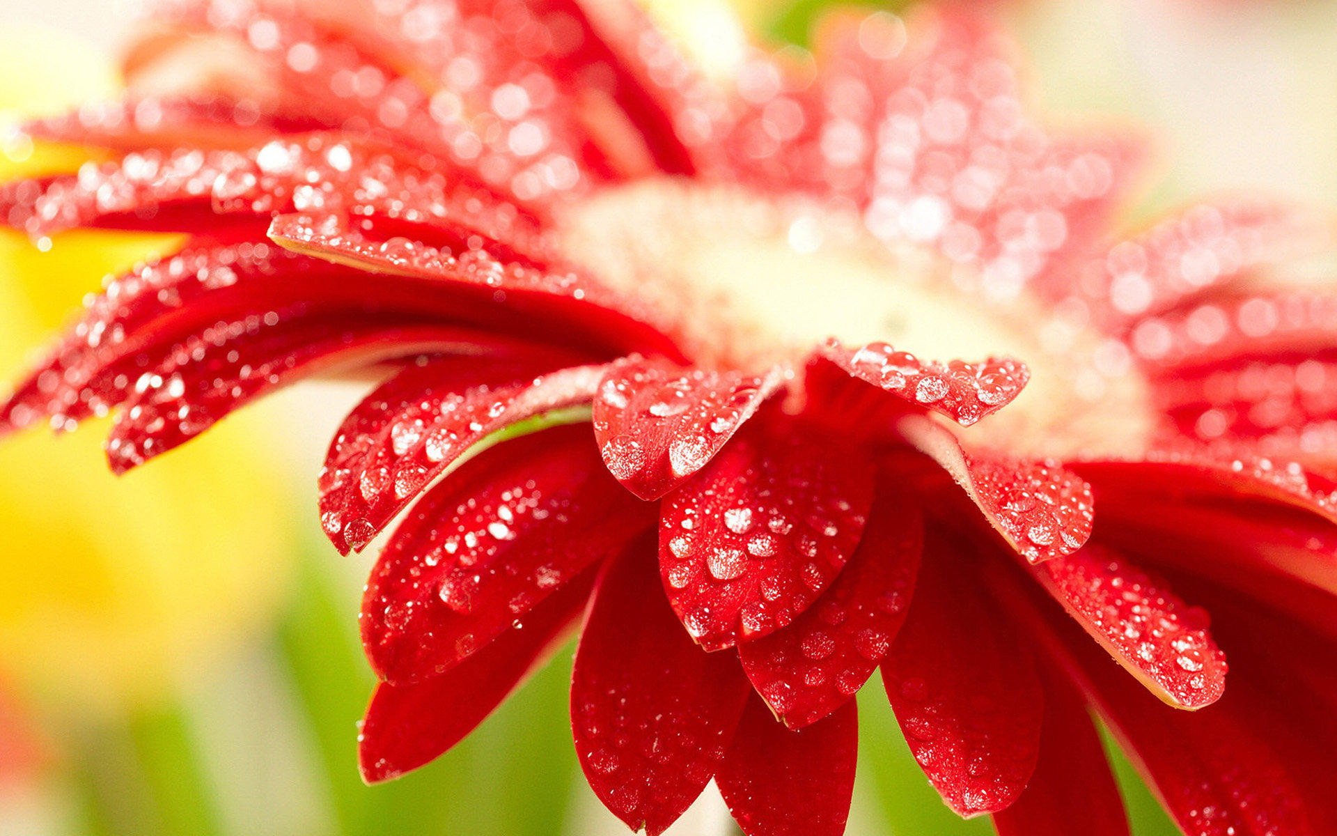 【非洲菊【转载】】-【联萌漫话】论坛-lenovopc社区-联想社区