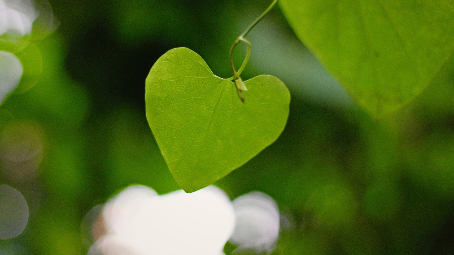 【一组高清绿色植物保护视力墙纸桌面壁纸】-【软件及服务】论坛