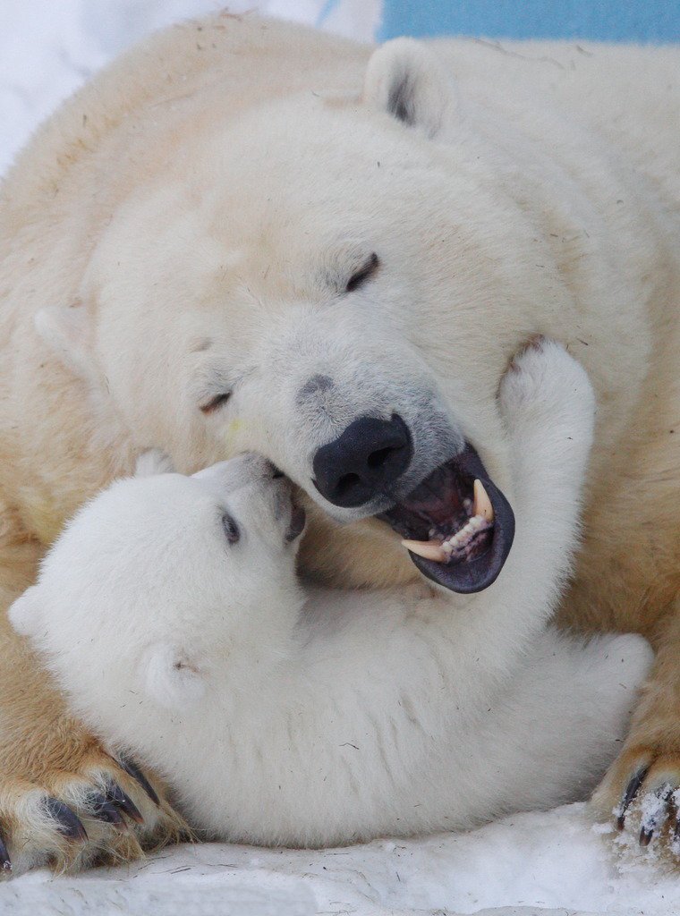 【俄北极熊宝宝给妈妈挠痒玩耍 萌化人心】-【社区活动】论坛-手机乐