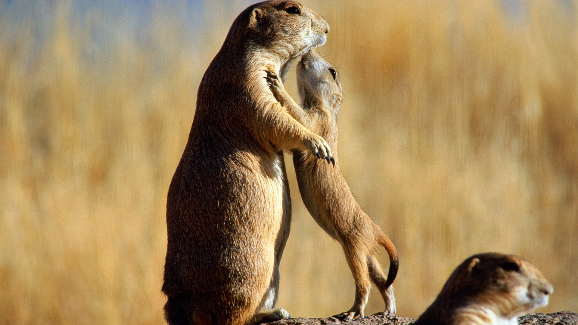 毛茸茸的温情家庭壁纸