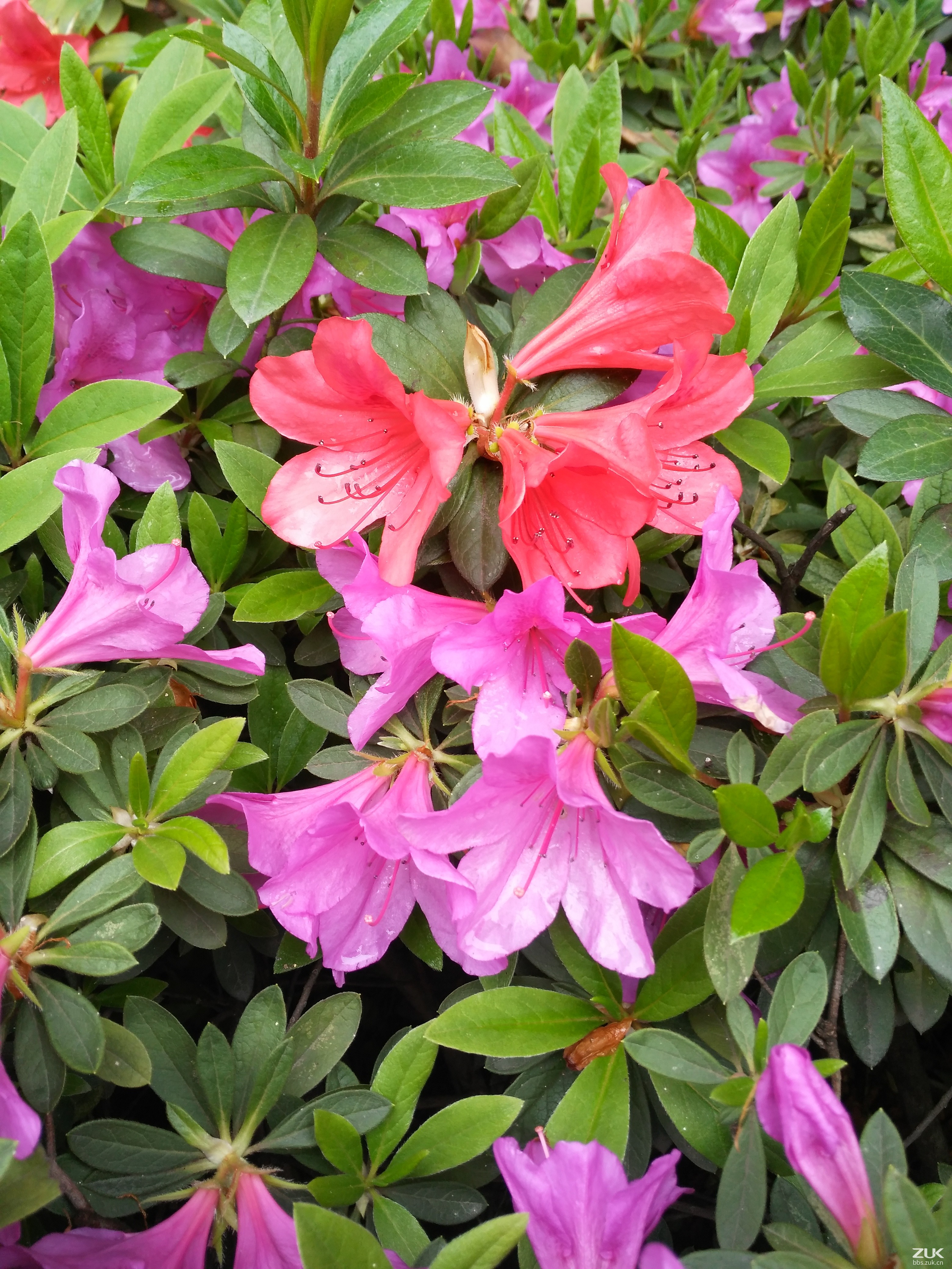 我所拍到的杜鹃花(映山红),大红,玫红,粉红,白色四个颜色