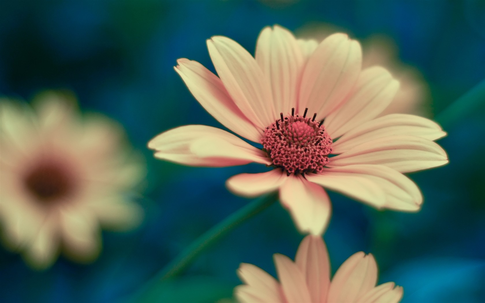 【花本无名】-【联萌漫话】论坛-lenovopc社区-联想社区