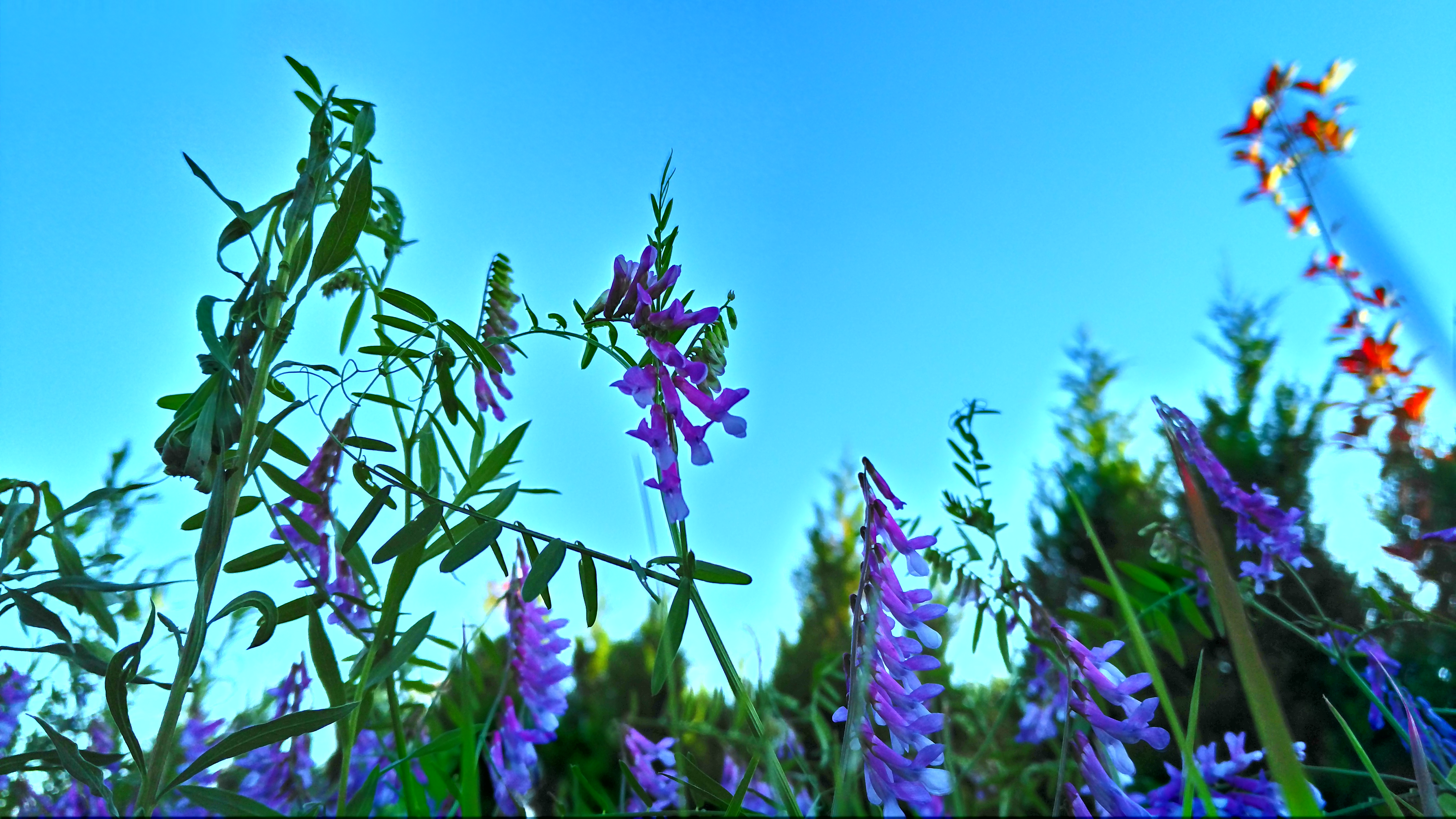 我妈说这个叫哨子花,因为长得像哨子,紫色的,好好看