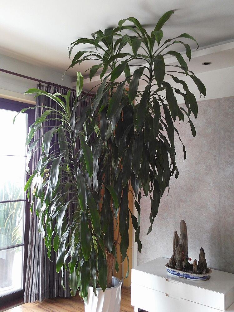 【乐拍摄影团---巴西木开花】-【随手拍