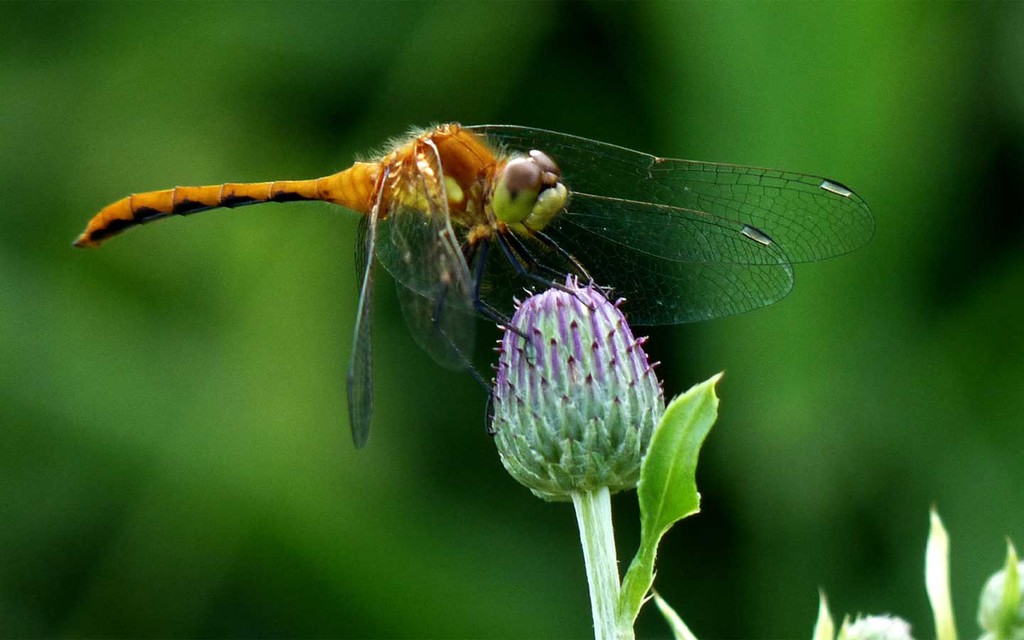 美美哒的壁纸-主题苑-联想社区