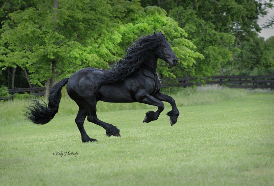 【马界男神:世界上最英俊的马鬃毛波浪般起伏】-【联想杂谈】论坛