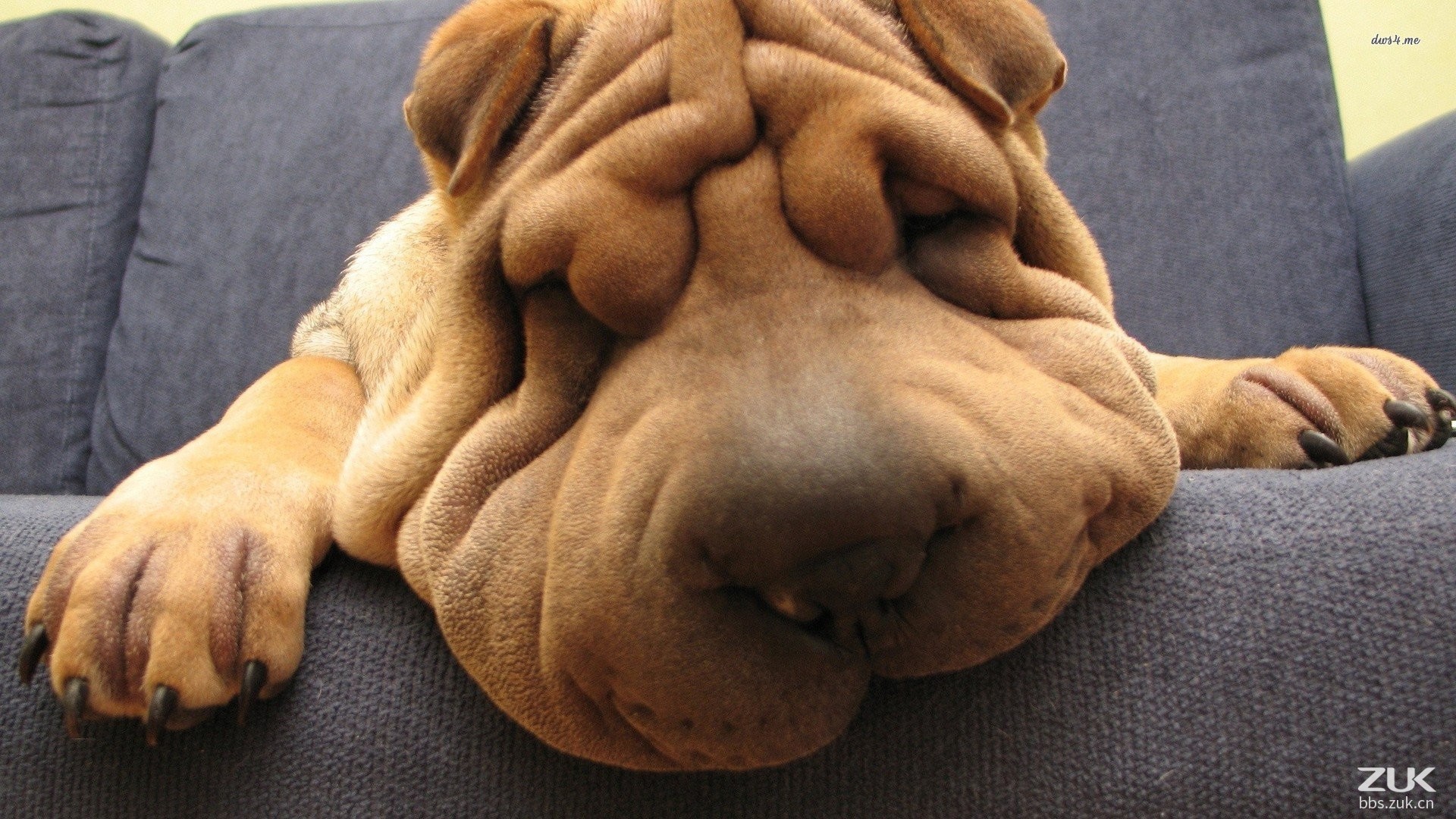 关于6.7号开售的几个平台,有谁能告诉我们放多少台出来...-