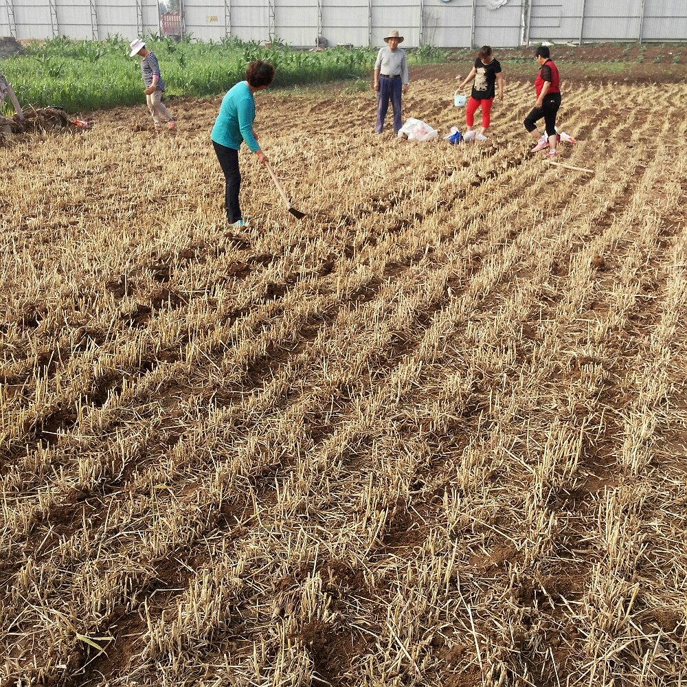 【乐拍摄影团---翻地.播种】-【随手拍】论坛-手机乐粉家-联想社区