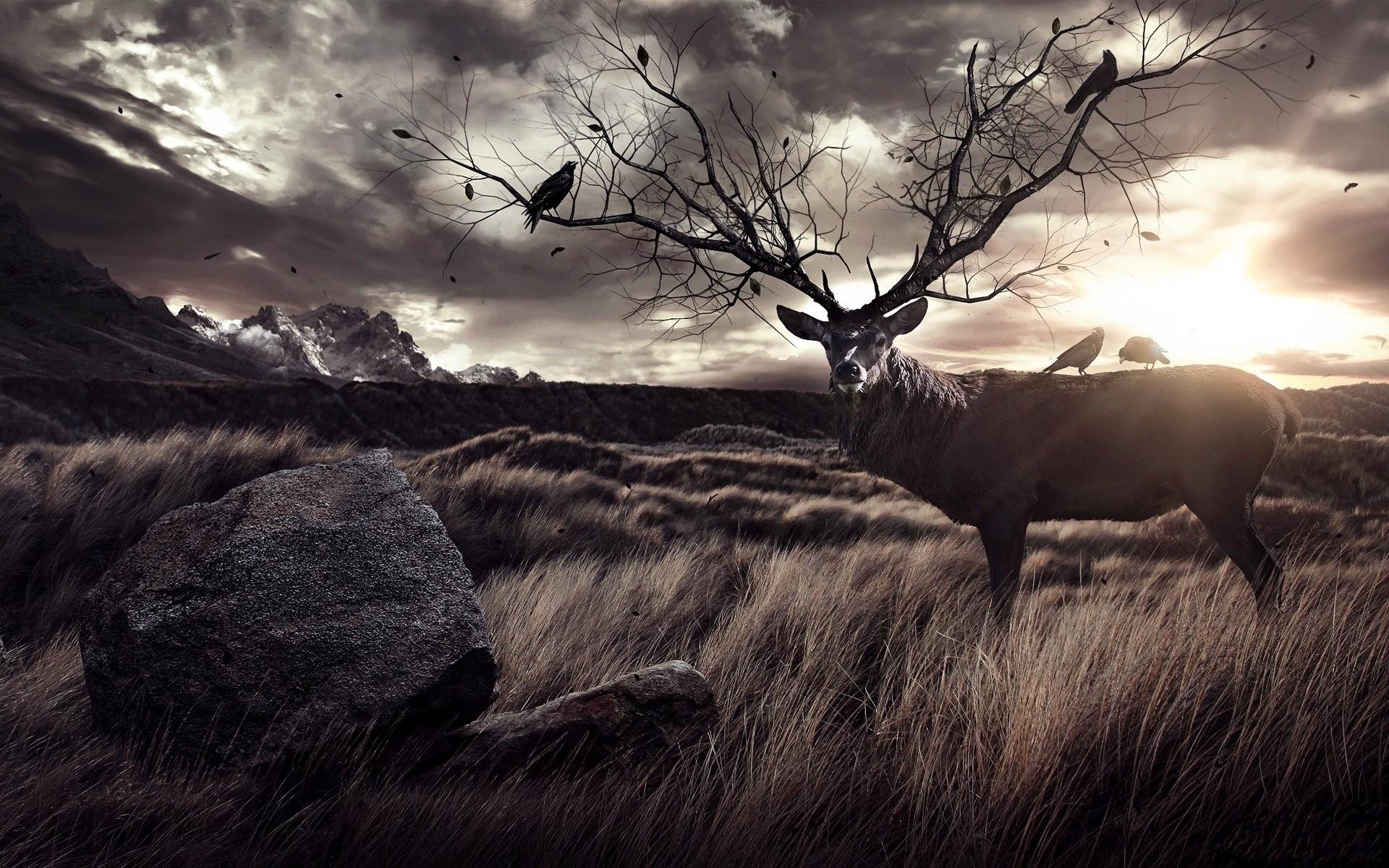 【动物世界 鹿】-【社区活动】论坛-手机乐粉家-联想社区