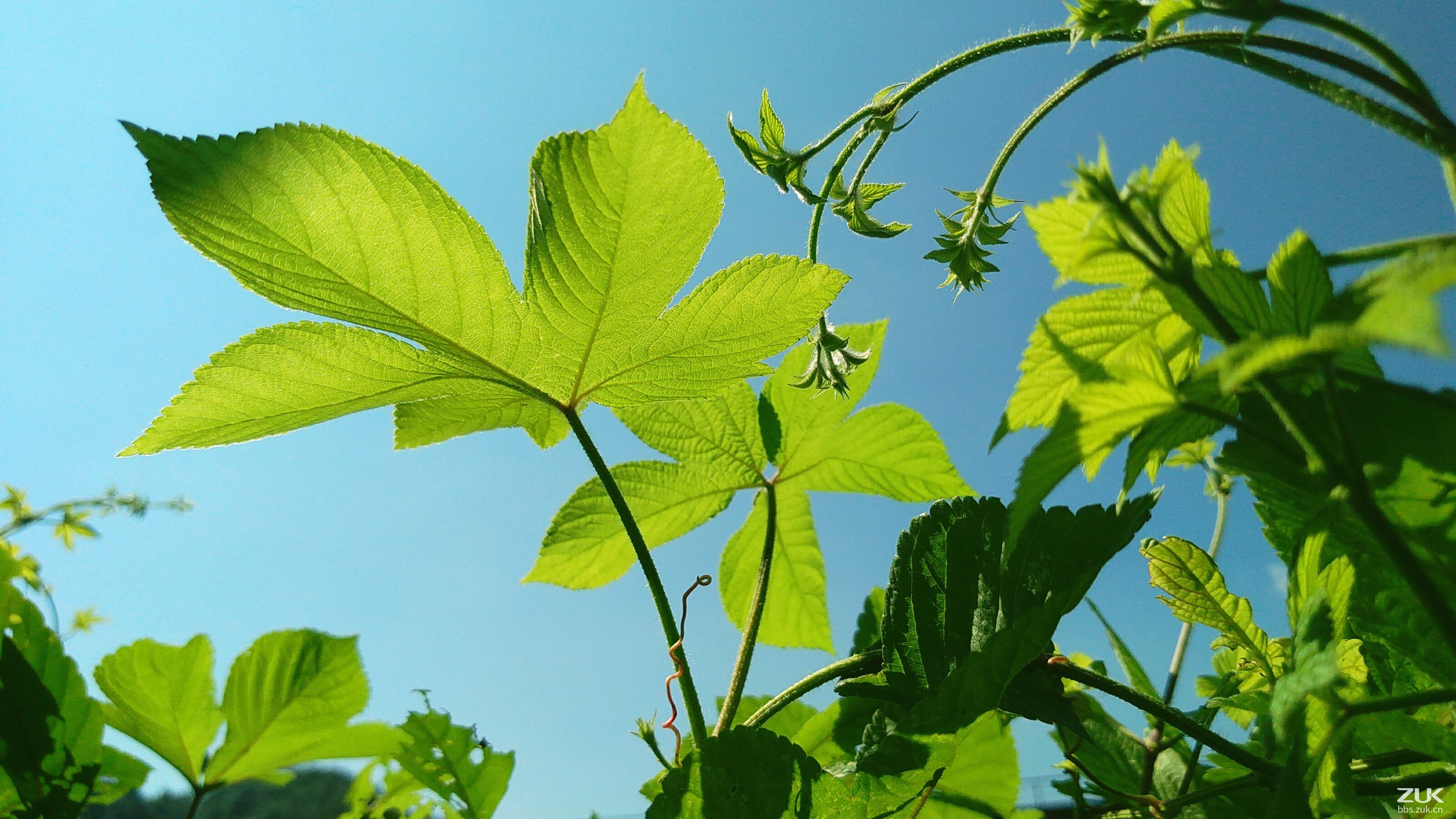 【随手拍】-【随手拍】论坛-手机乐粉家-联想社区