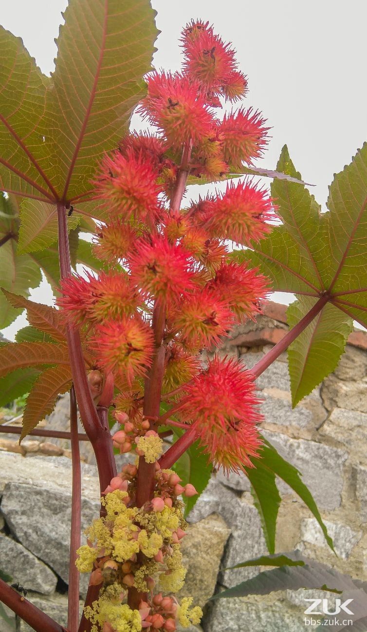  蓖麻常見,紅色的