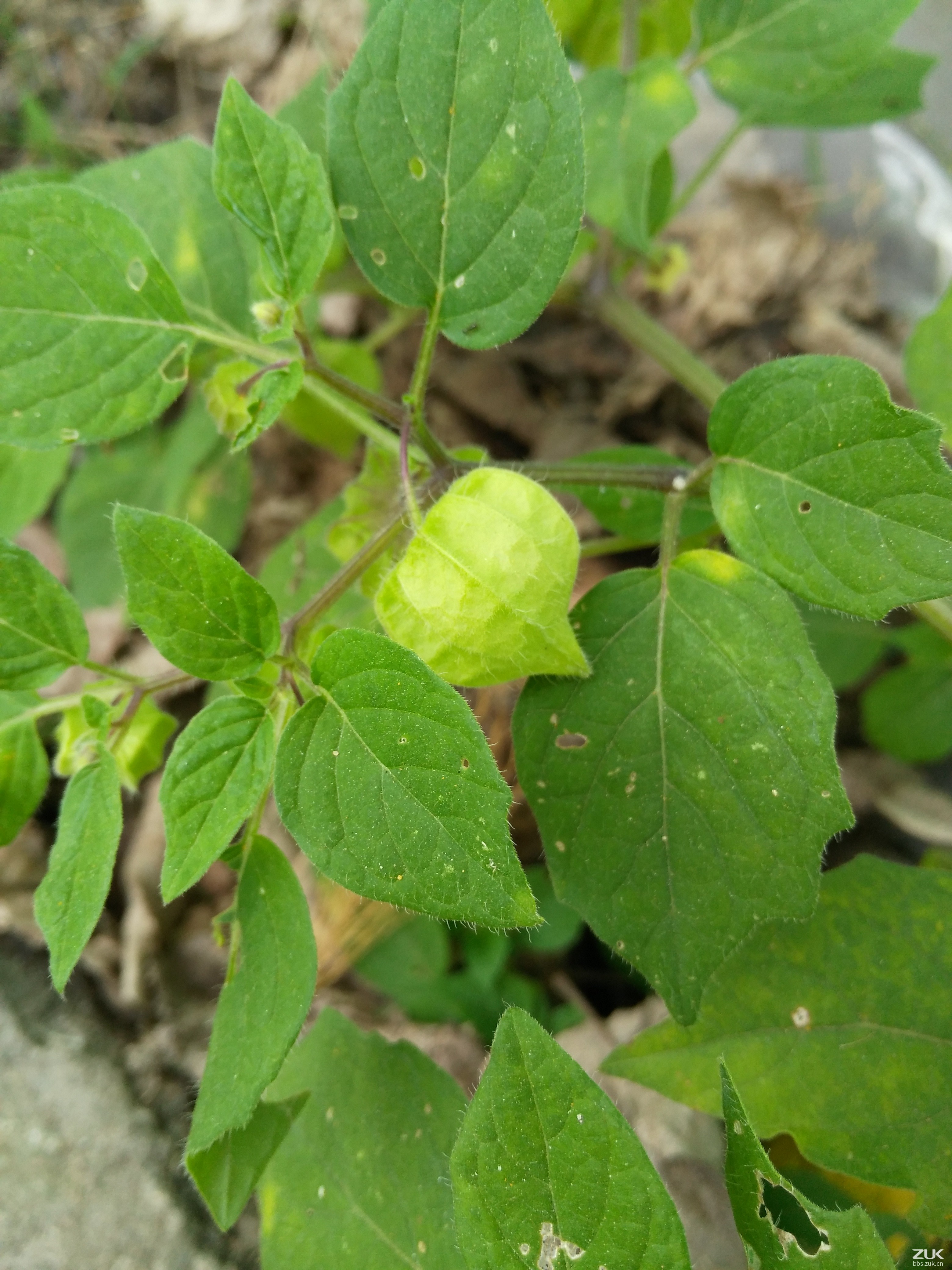 【灯笼果?】-【随手拍】论坛-手机乐粉家-联想社区