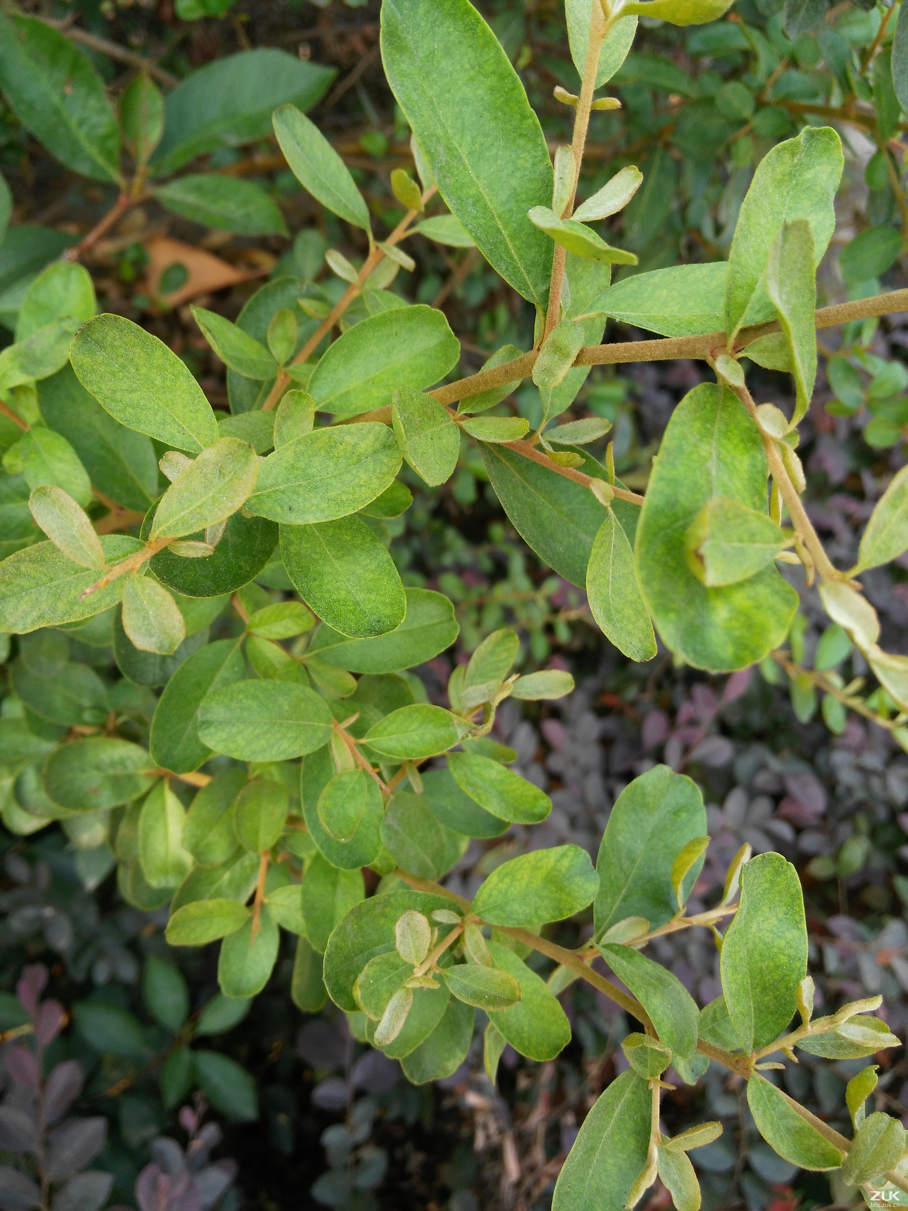 【随拍结果的小叶树】-【随手拍】论坛-手机乐粉家-联想社区