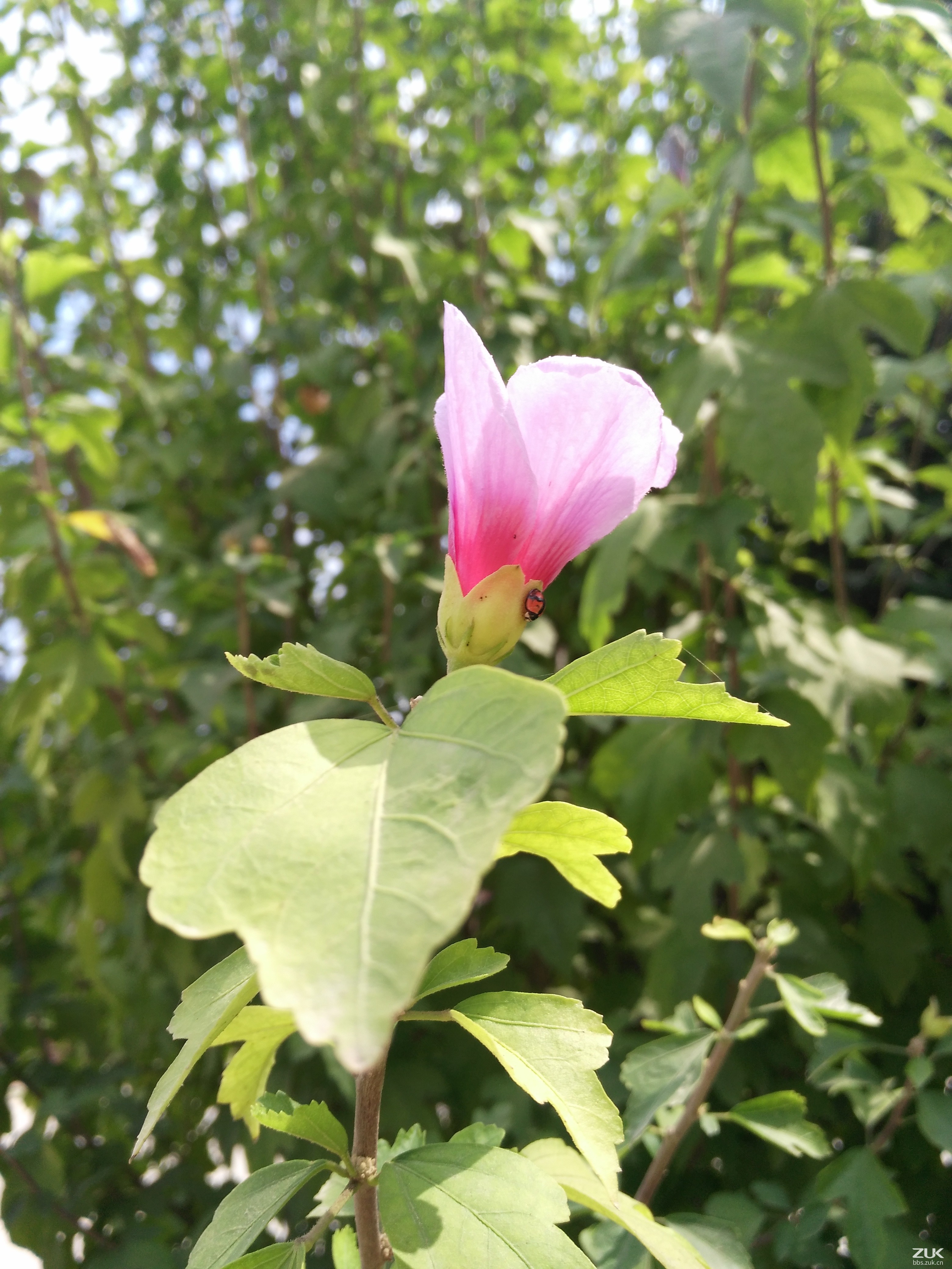              拍花时发现一只小虫