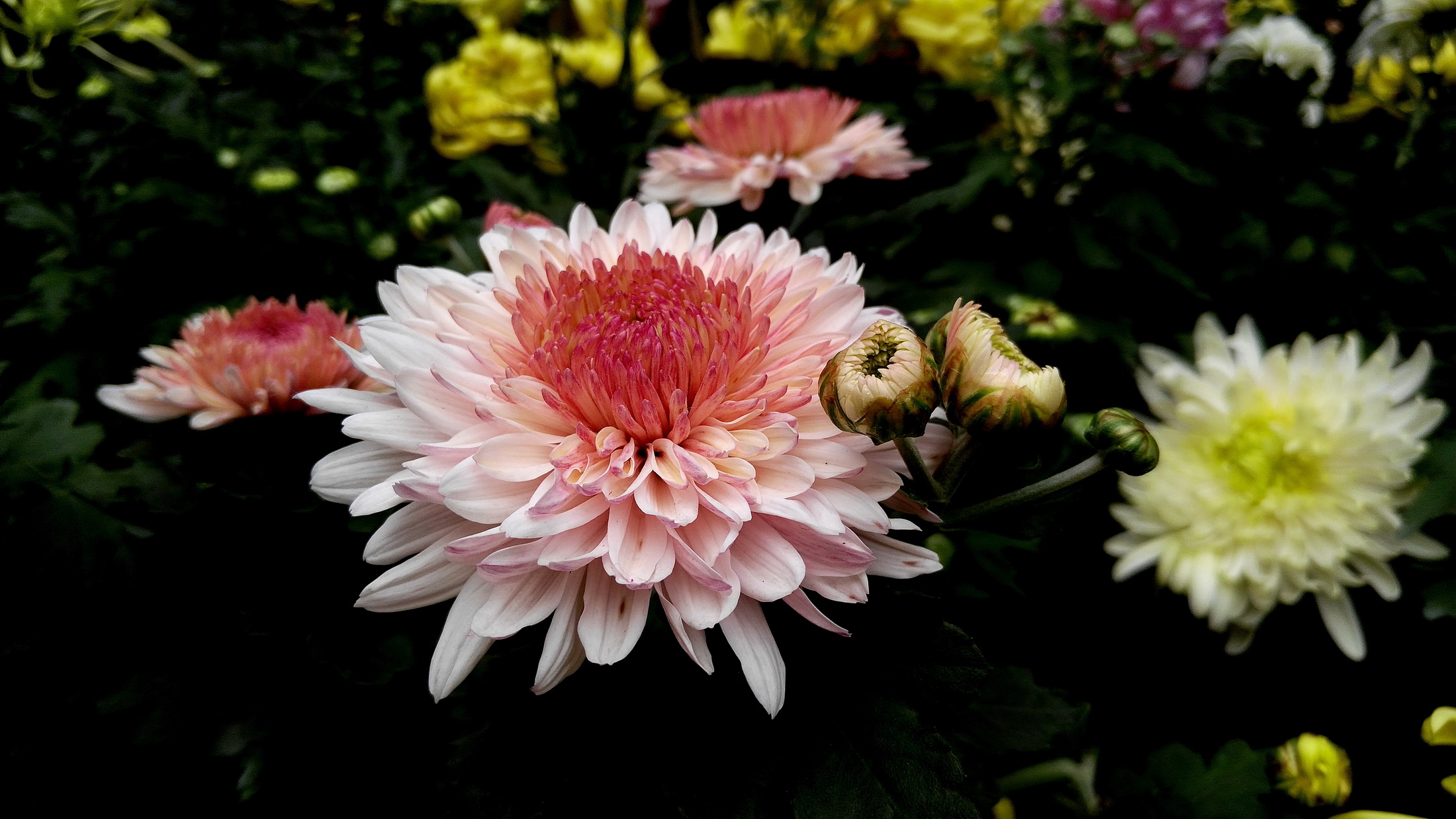 【菊花展(09)】-【随手拍】论坛-手机乐粉家-联想社区