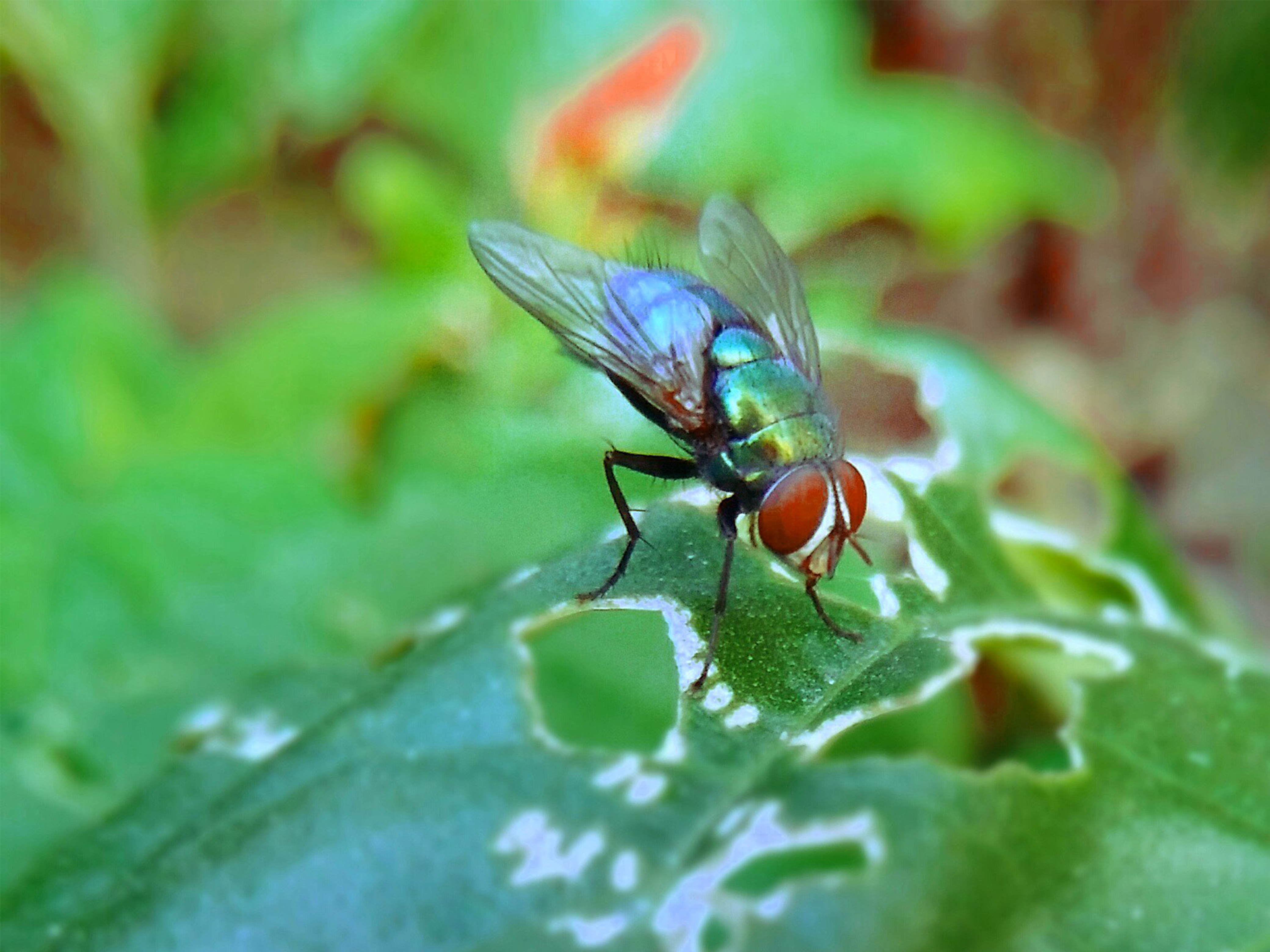 孤傲无视的苍蝇