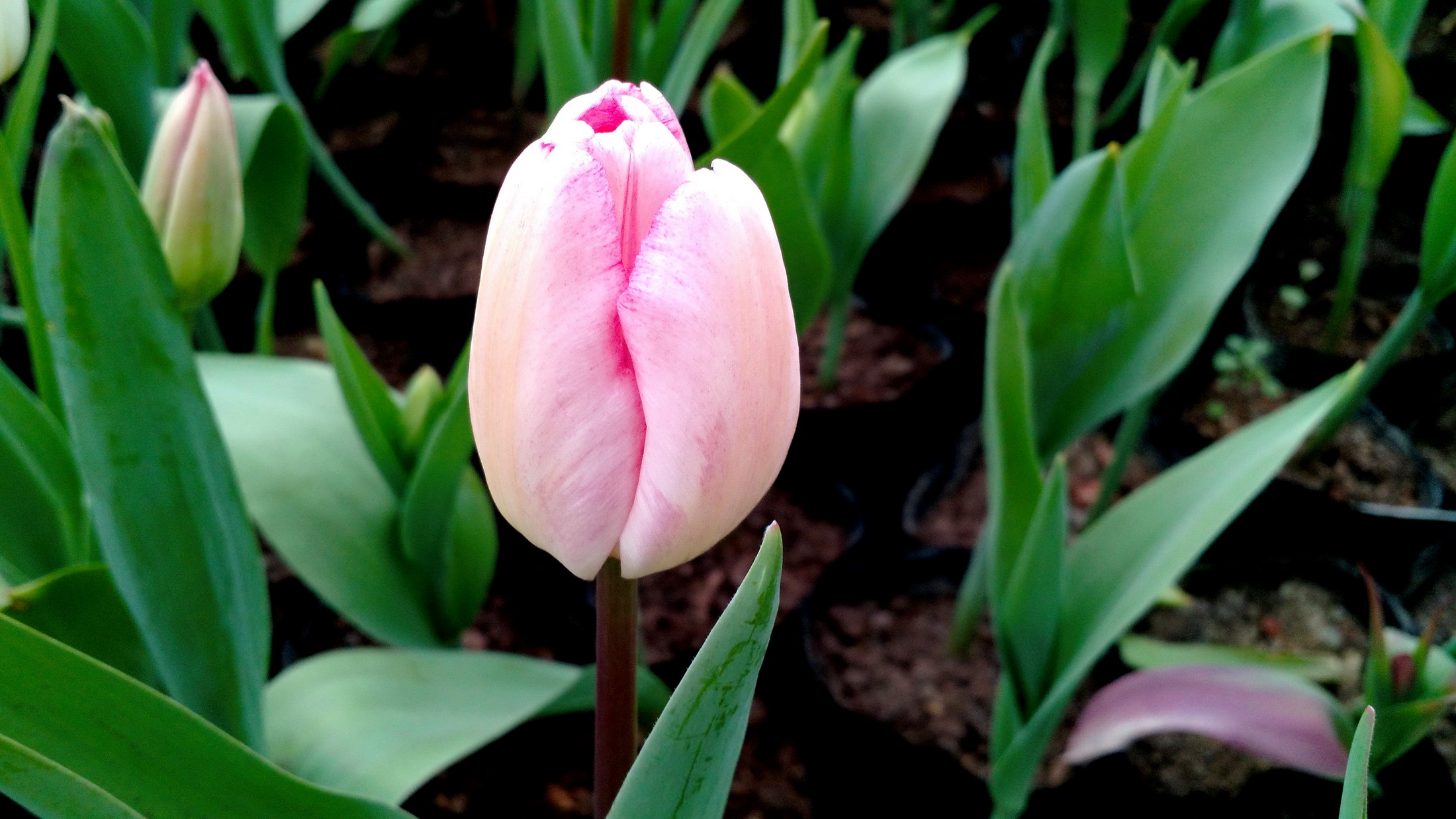 【水仙花与郁金香】-【随手拍】论坛-手机乐粉家-联想社区