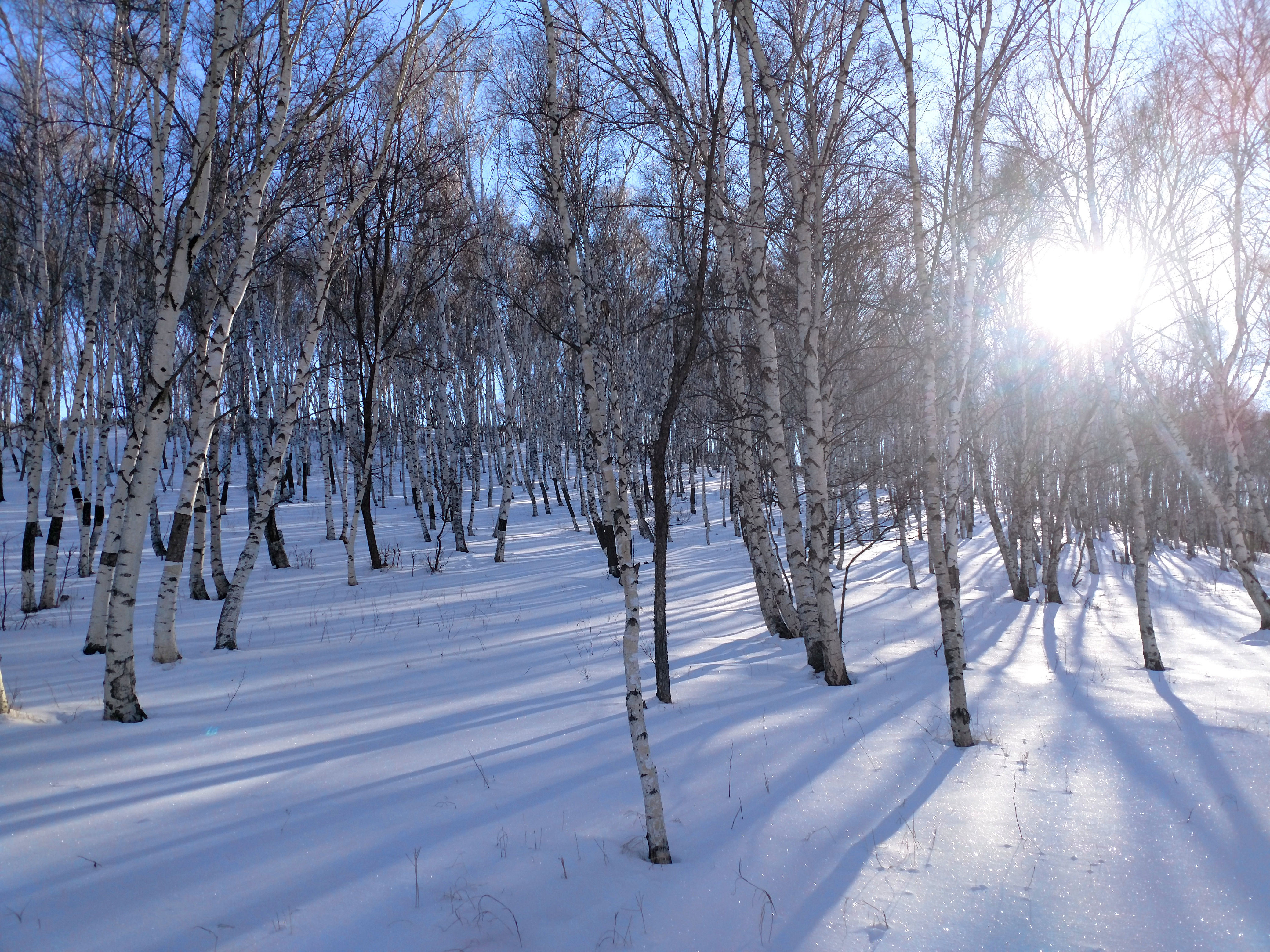 成片的白桦站立在雪中