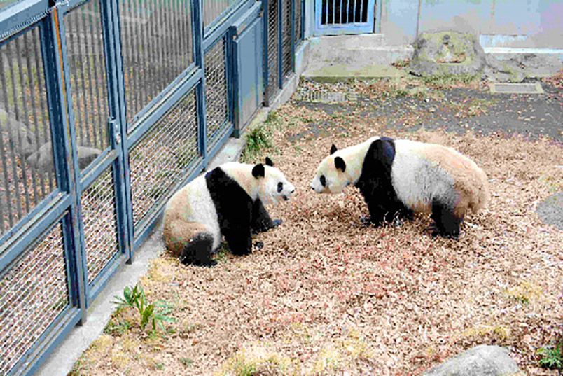 【上野動物園熊貓時隔4年交配 期待寶寶降生】-【聯萌漫話】論壇