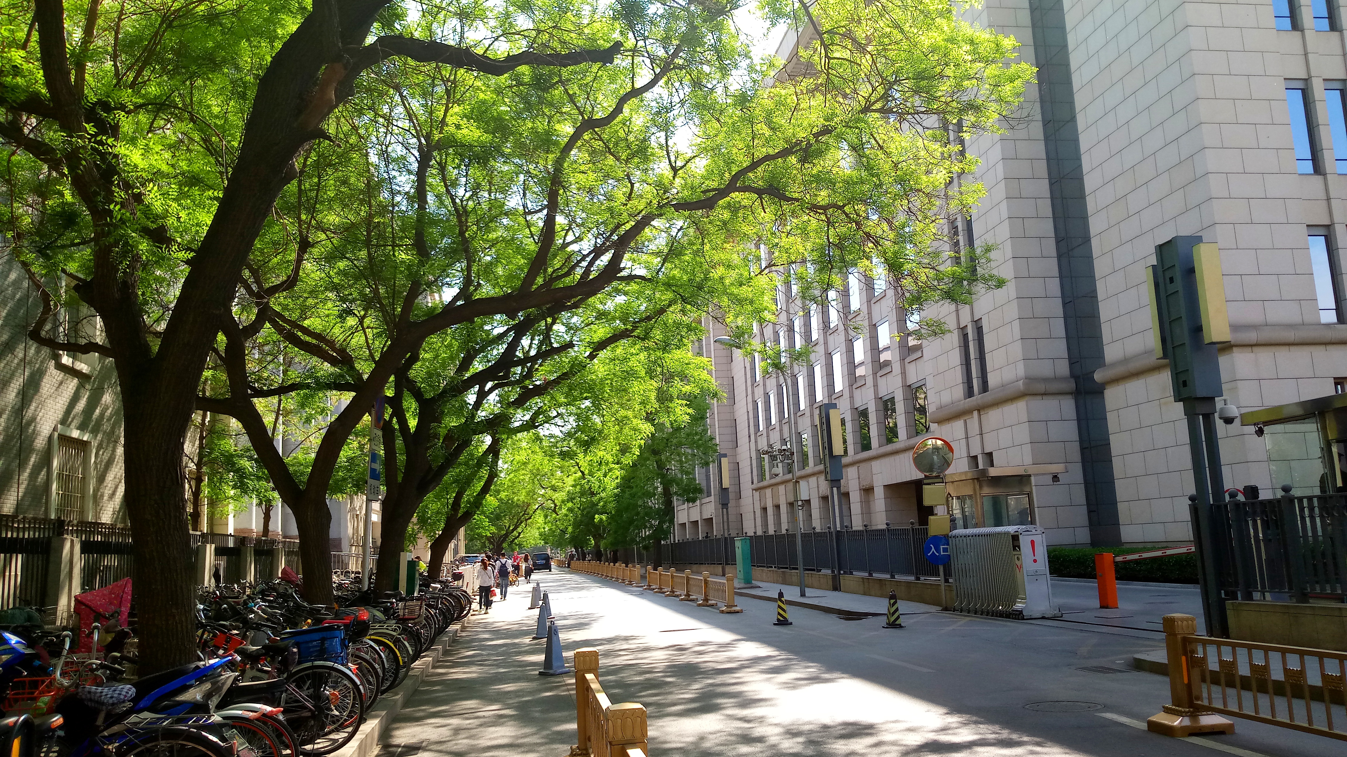 另外,北京的街道两旁都中这杨树,这个时节来北京,空气里都飘着毛茸茸