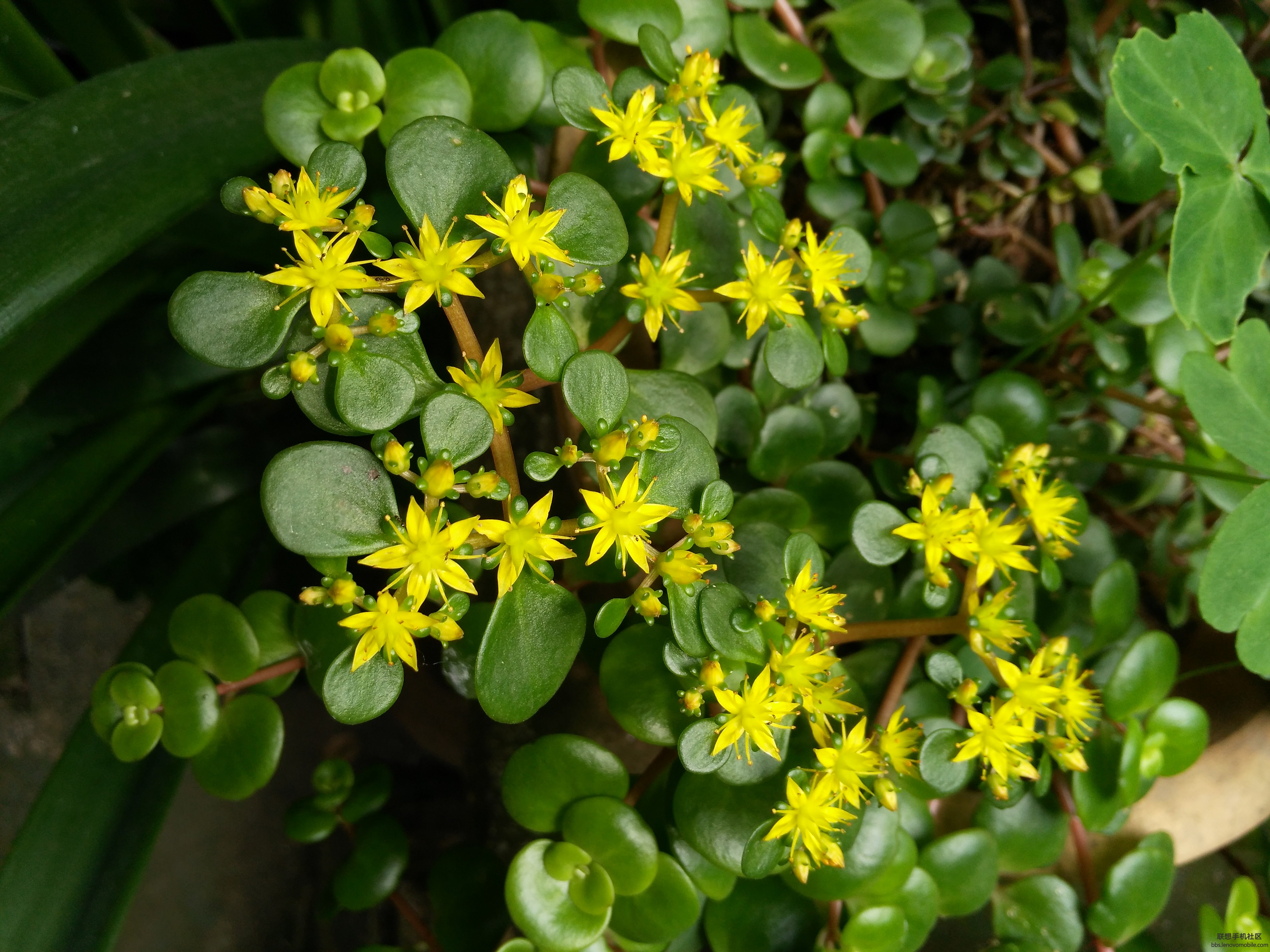 【东南景天】-【随手拍】论坛-手机乐粉家-联想社区