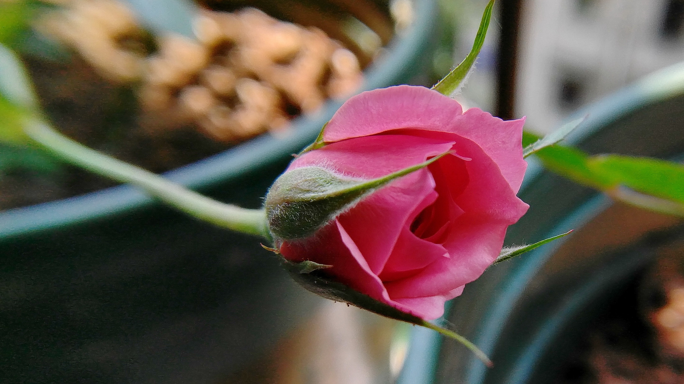 【【小幸福】爱花人的小幸福:月季铃之妖精】-【随手拍】论坛-手机乐