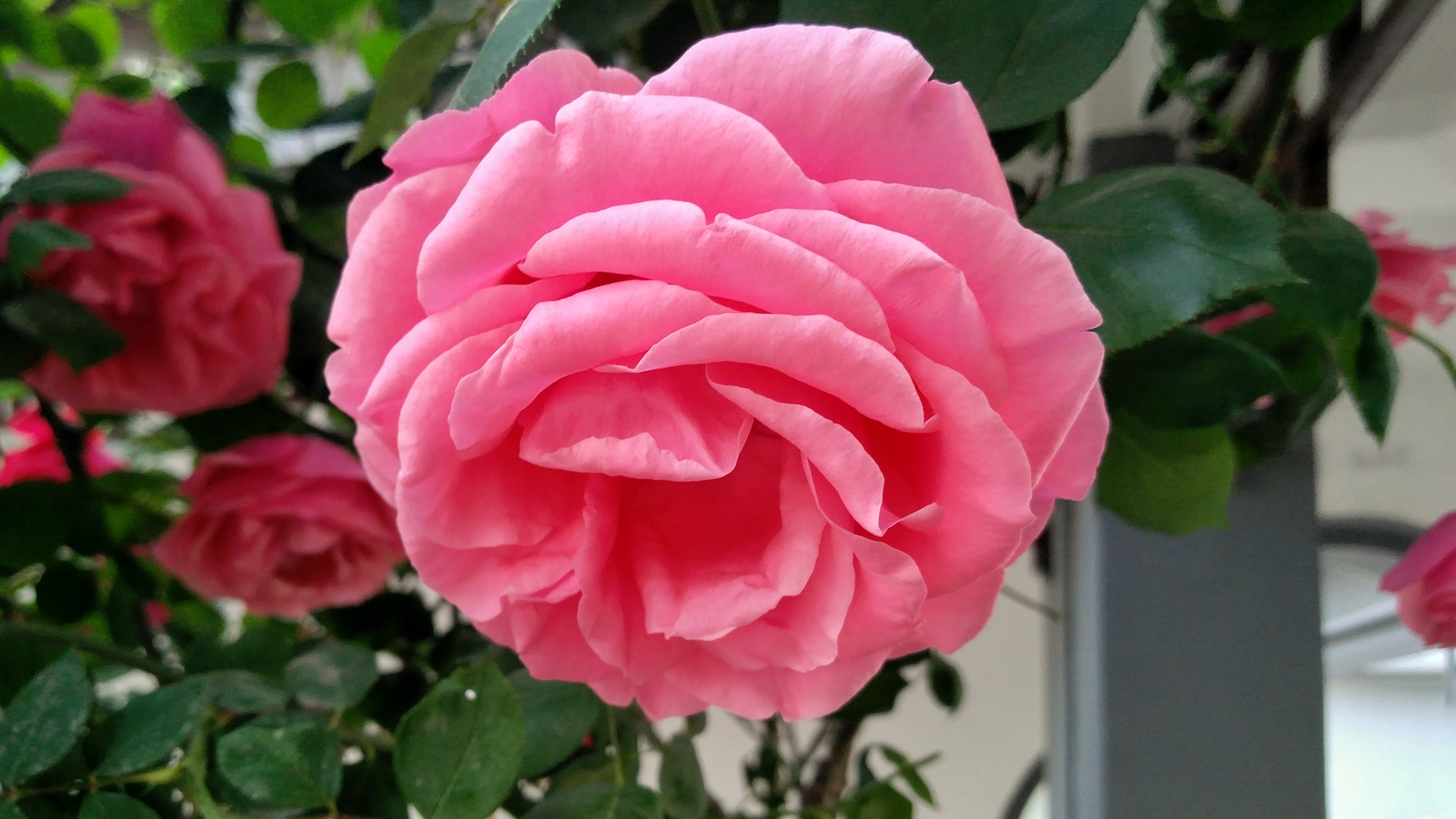 月季花感觉要成精了,郁郁葱葱一大片