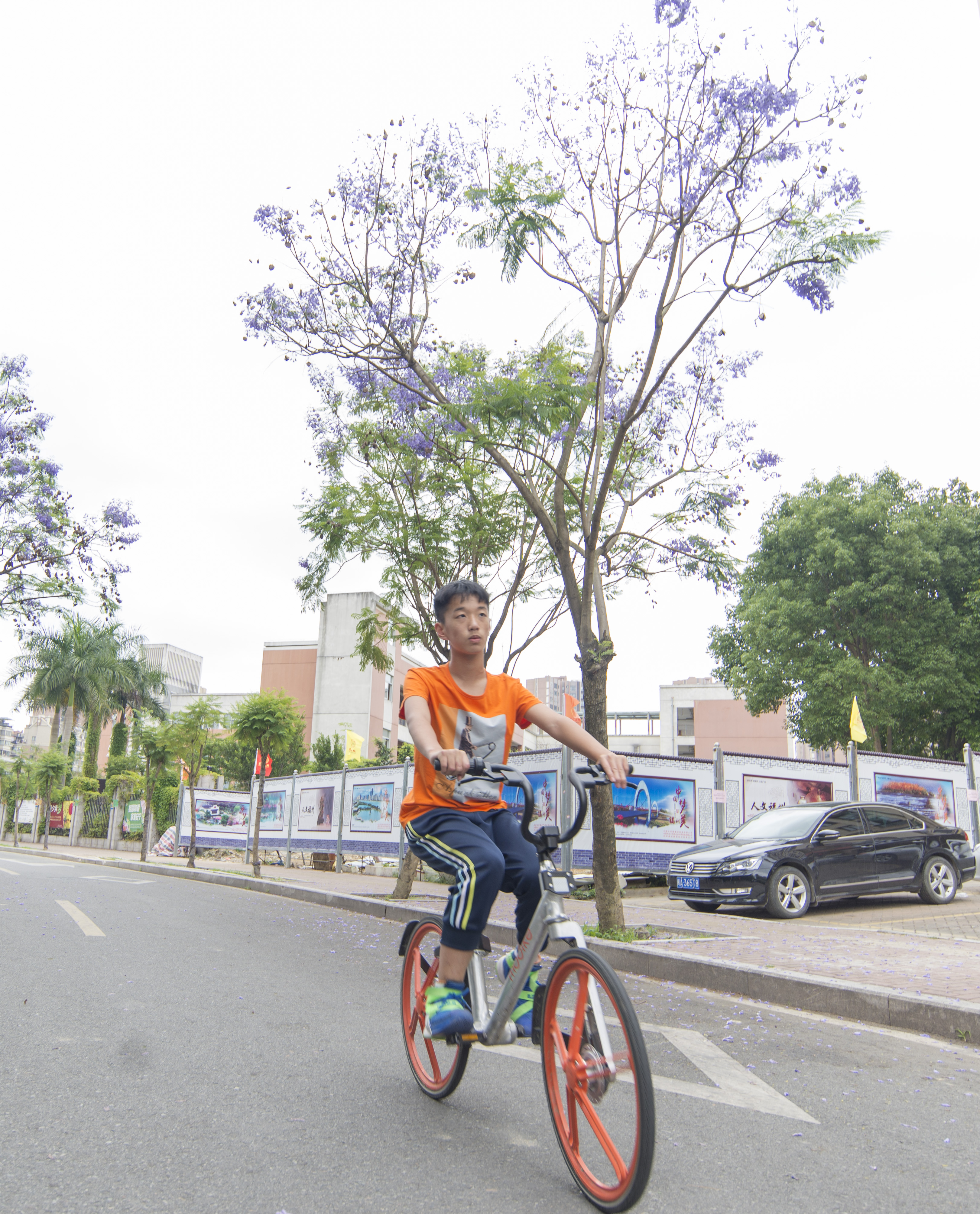 【福州玫瑰--蓝花楹】-【随手拍