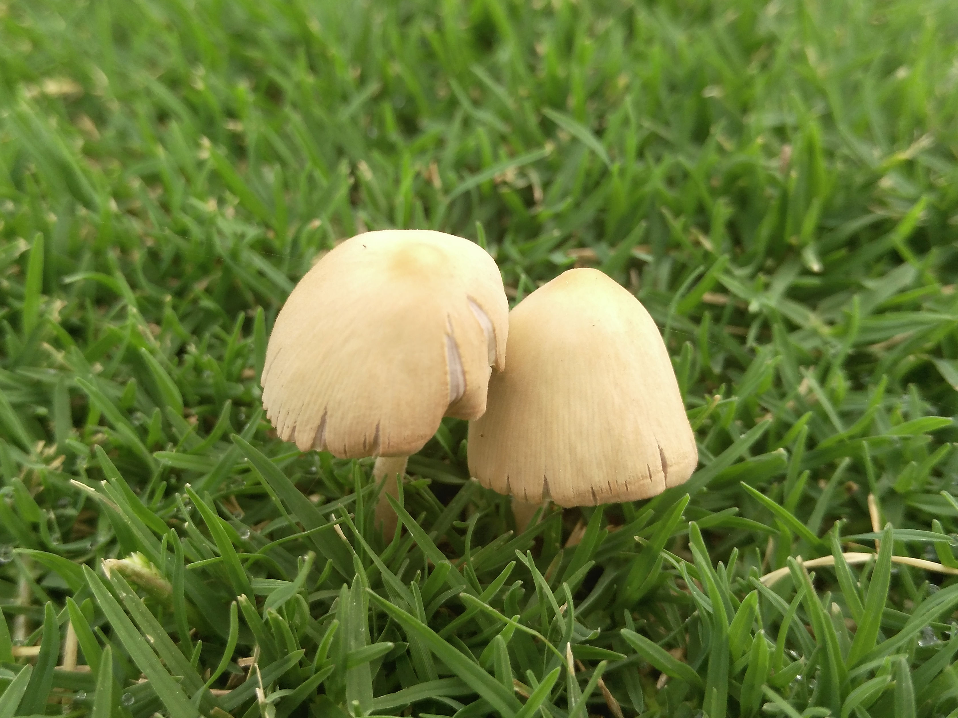 【草坪上的蘑菇】-【随手拍】论坛-手机乐粉家-联想社区