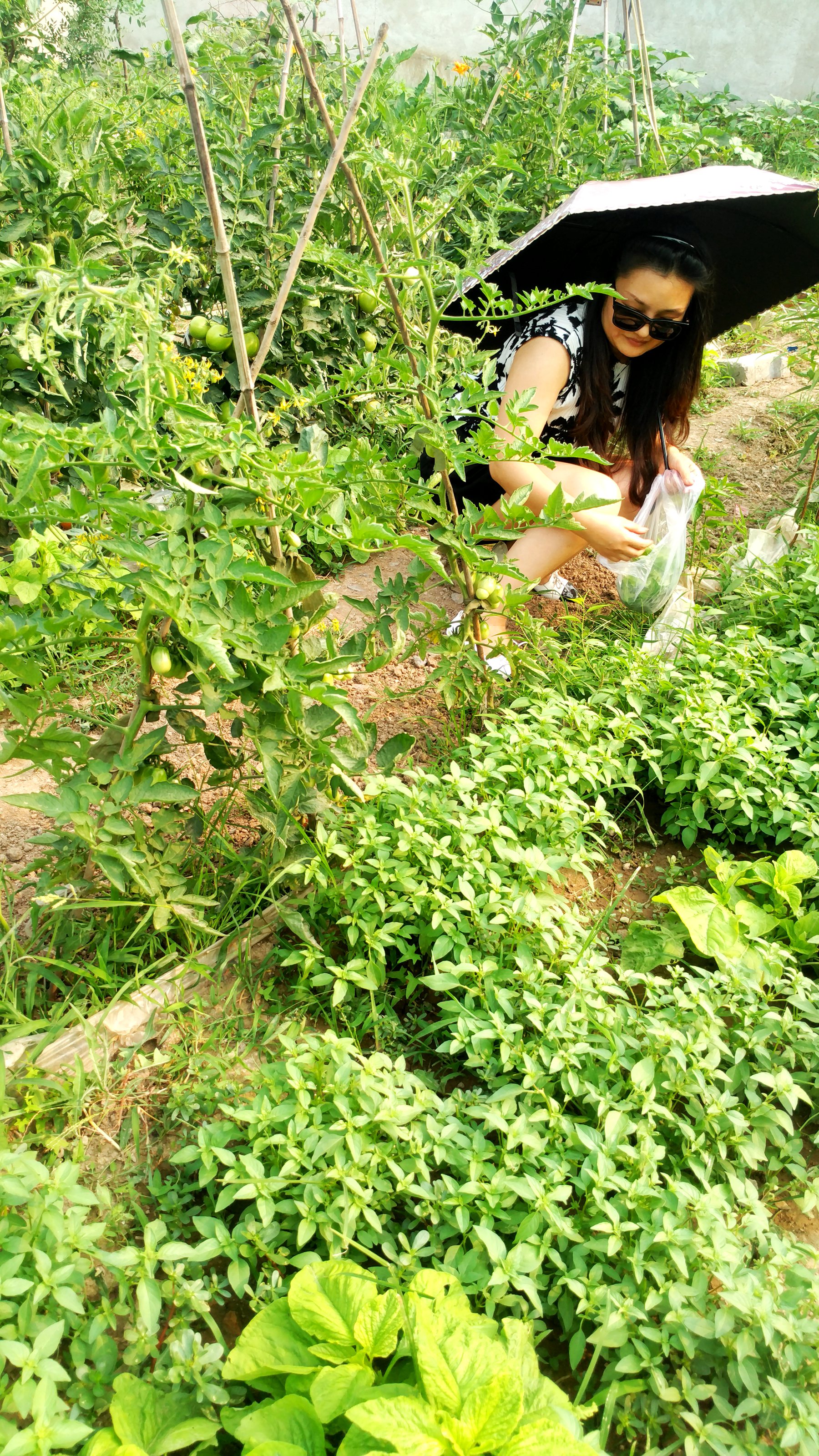 【【关于夏天的37个细节】夏季万物生长的季