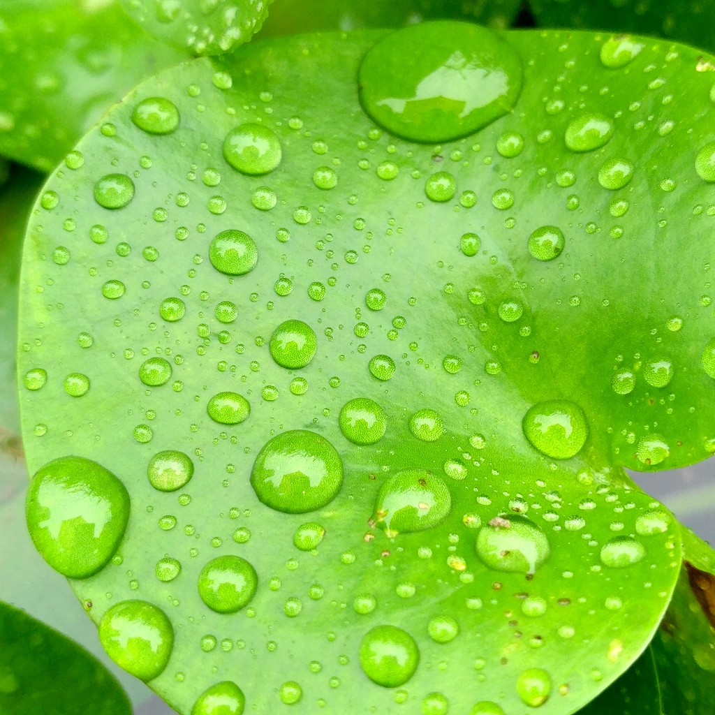 【随手拍摄影团---雨中的浮萍】-【随手拍】论坛-手机乐粉家-联想社区