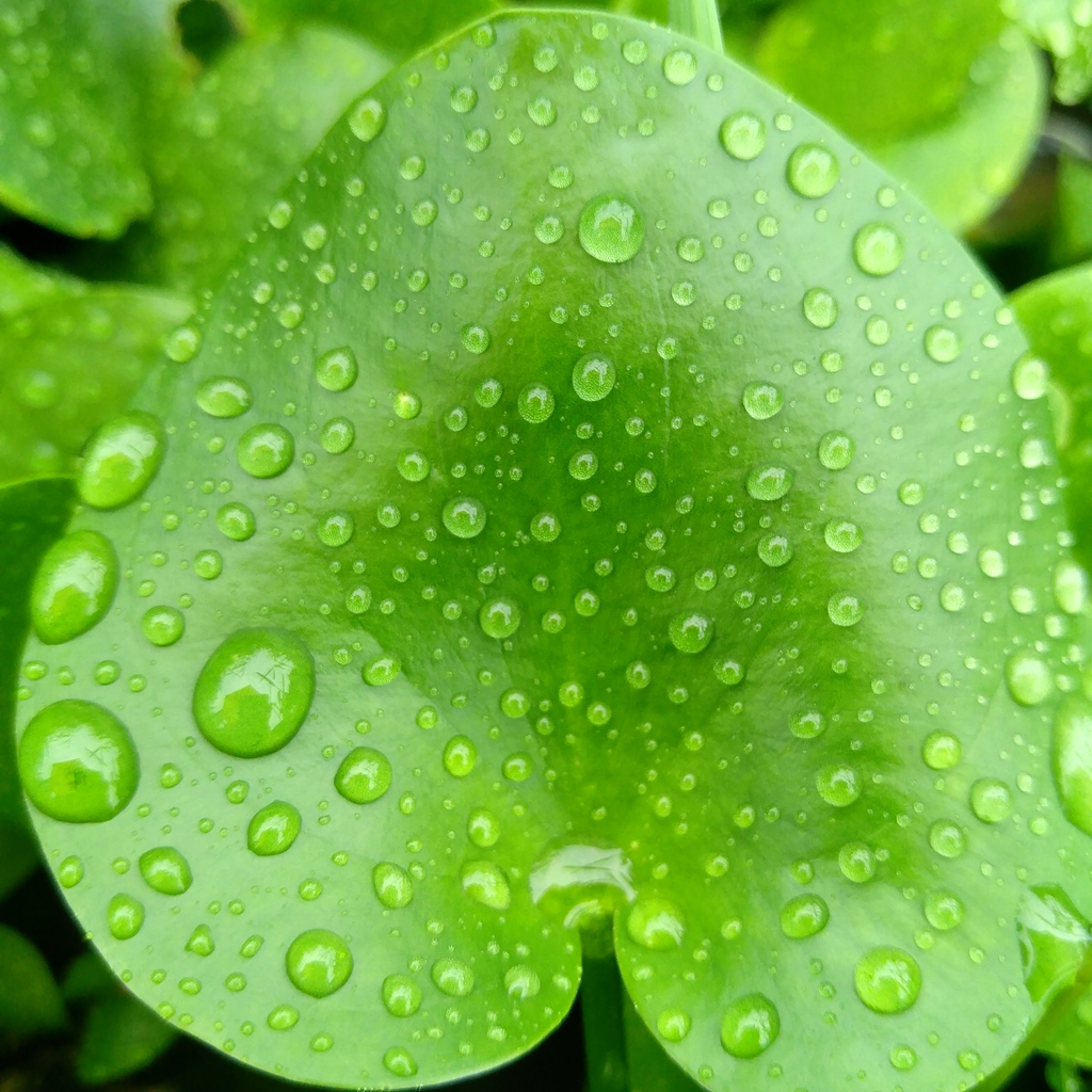 【随手拍摄影团---雨中的浮萍】-【随手拍】论坛-手机乐粉家-联想社区