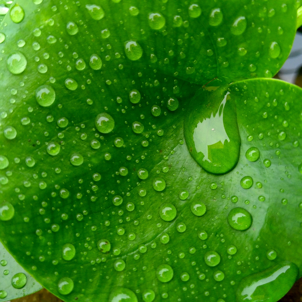 【随手拍摄影团---雨中的浮萍】-【随手拍】论坛-手机乐粉家-联想社区